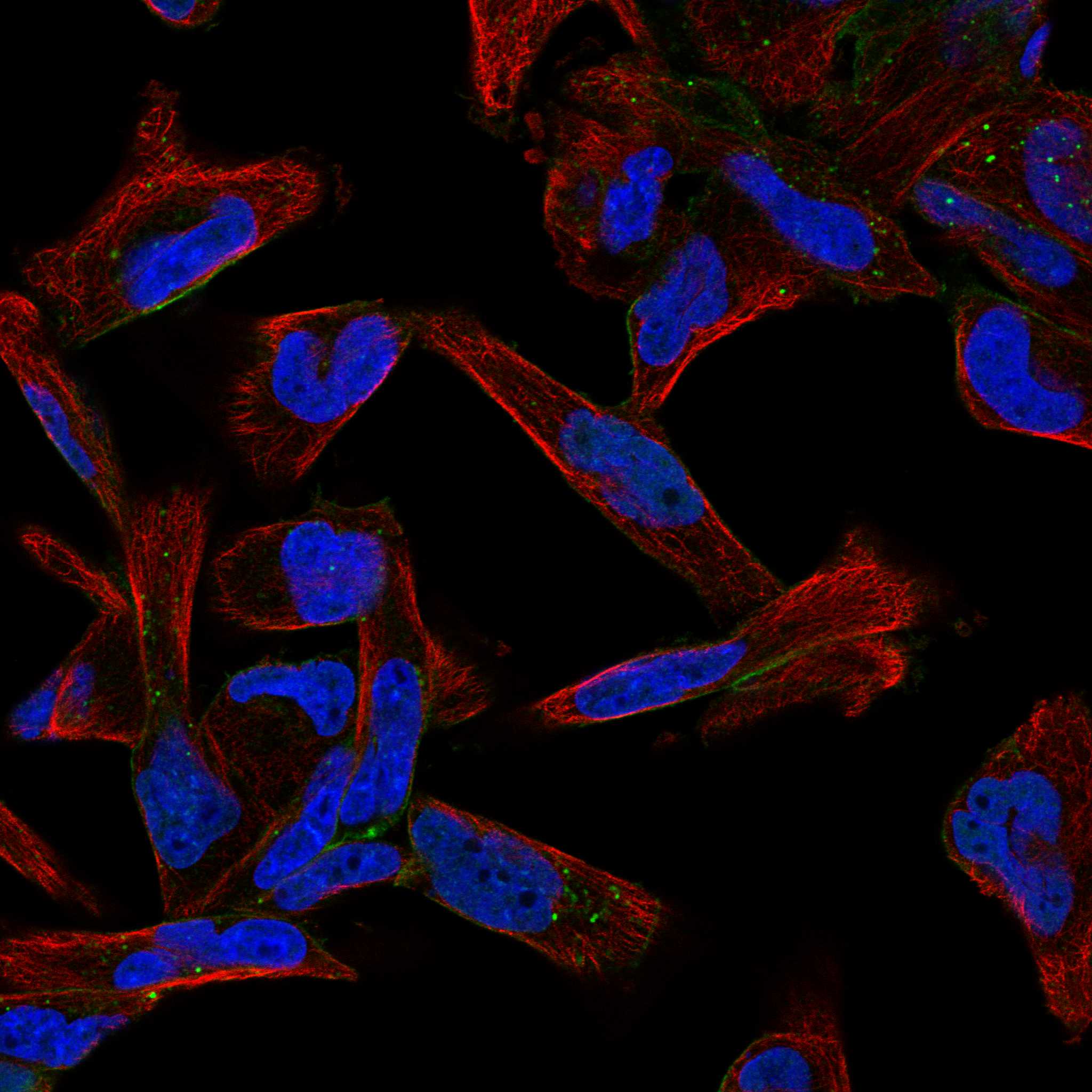 SGCE fluorescence
