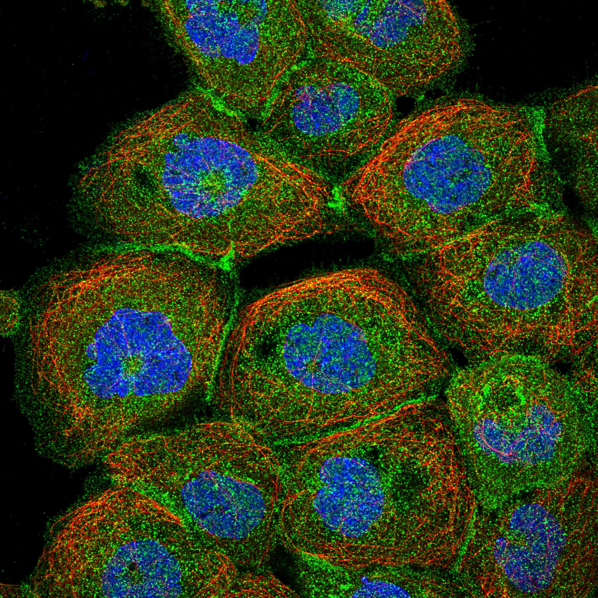 SMAGP fluorescence