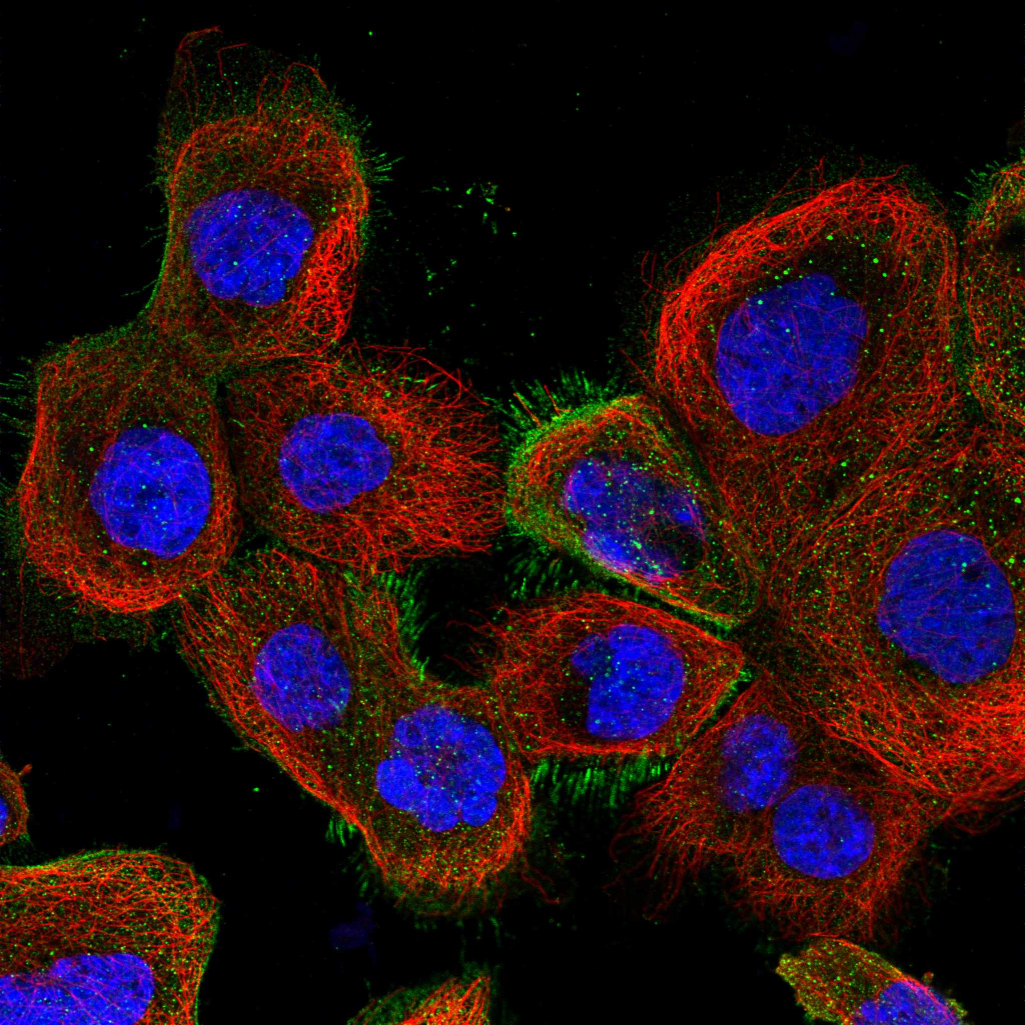 SMCO3 fluorescence