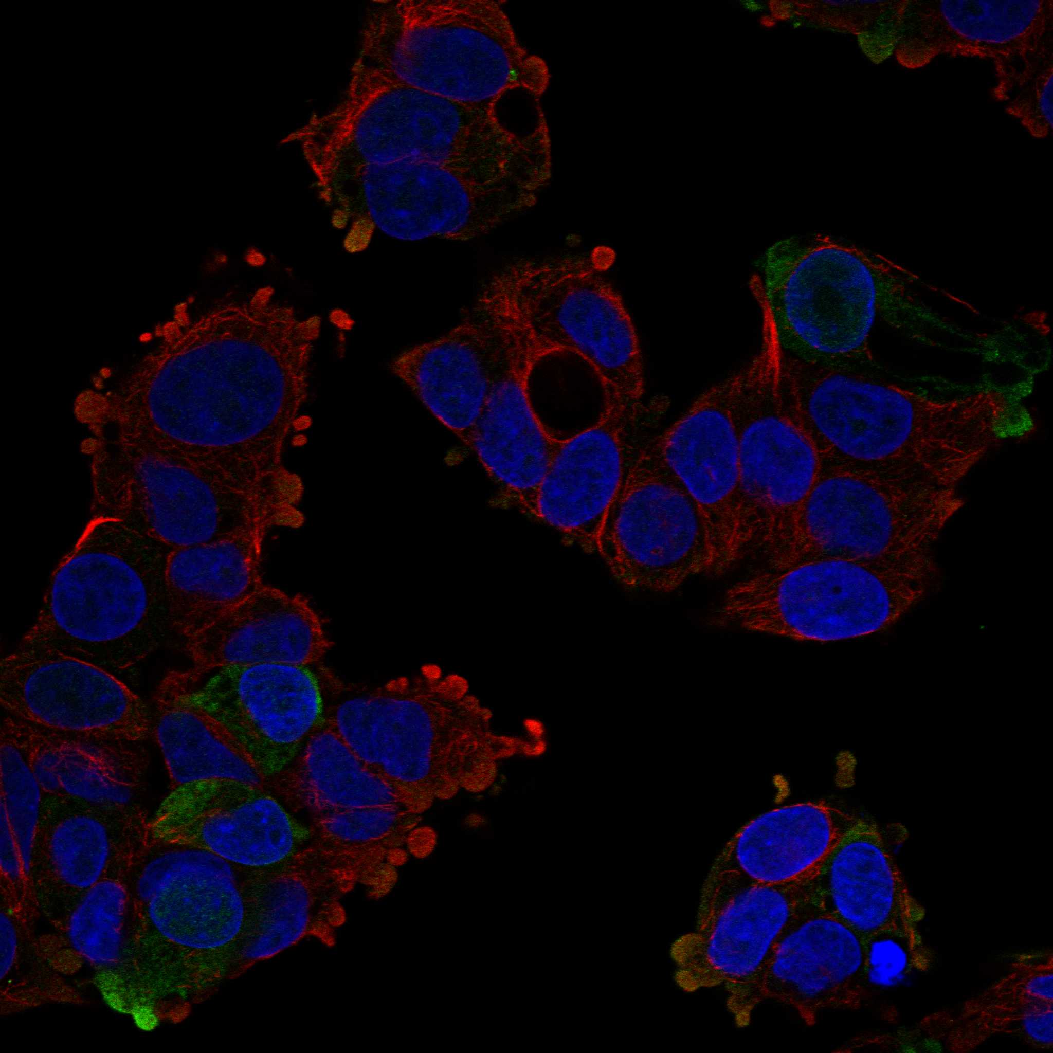 SMPX fluorescence