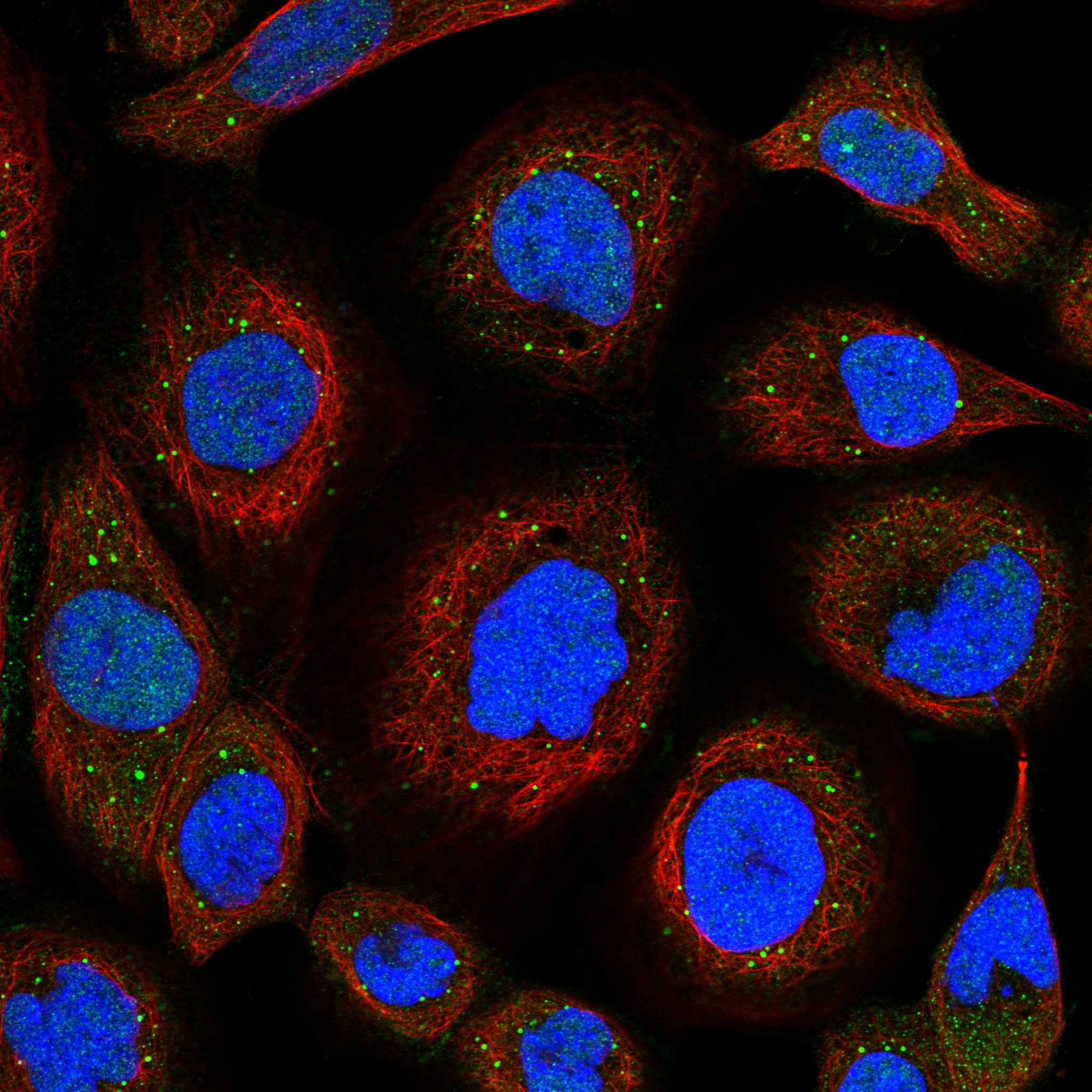 SNRK fluorescence