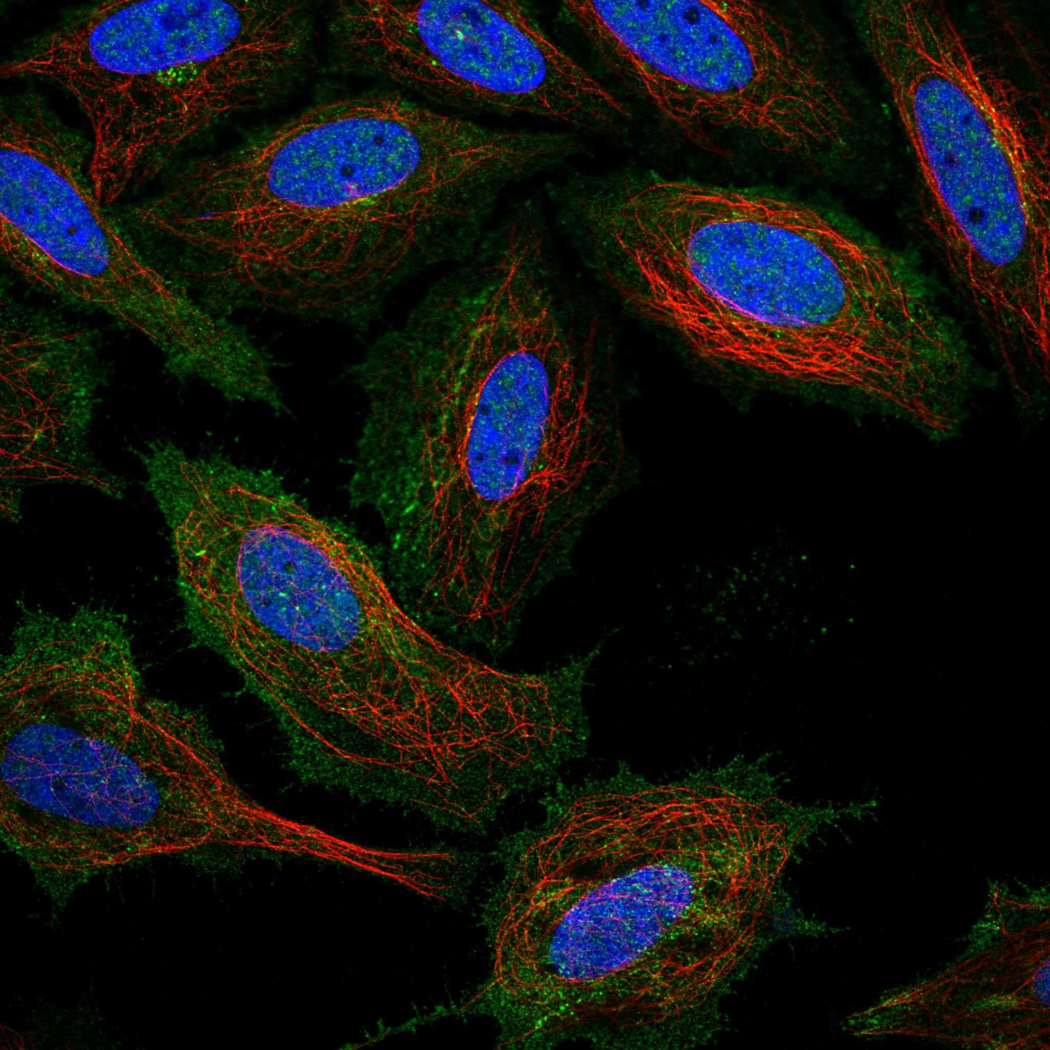 SNTB2 fluorescence