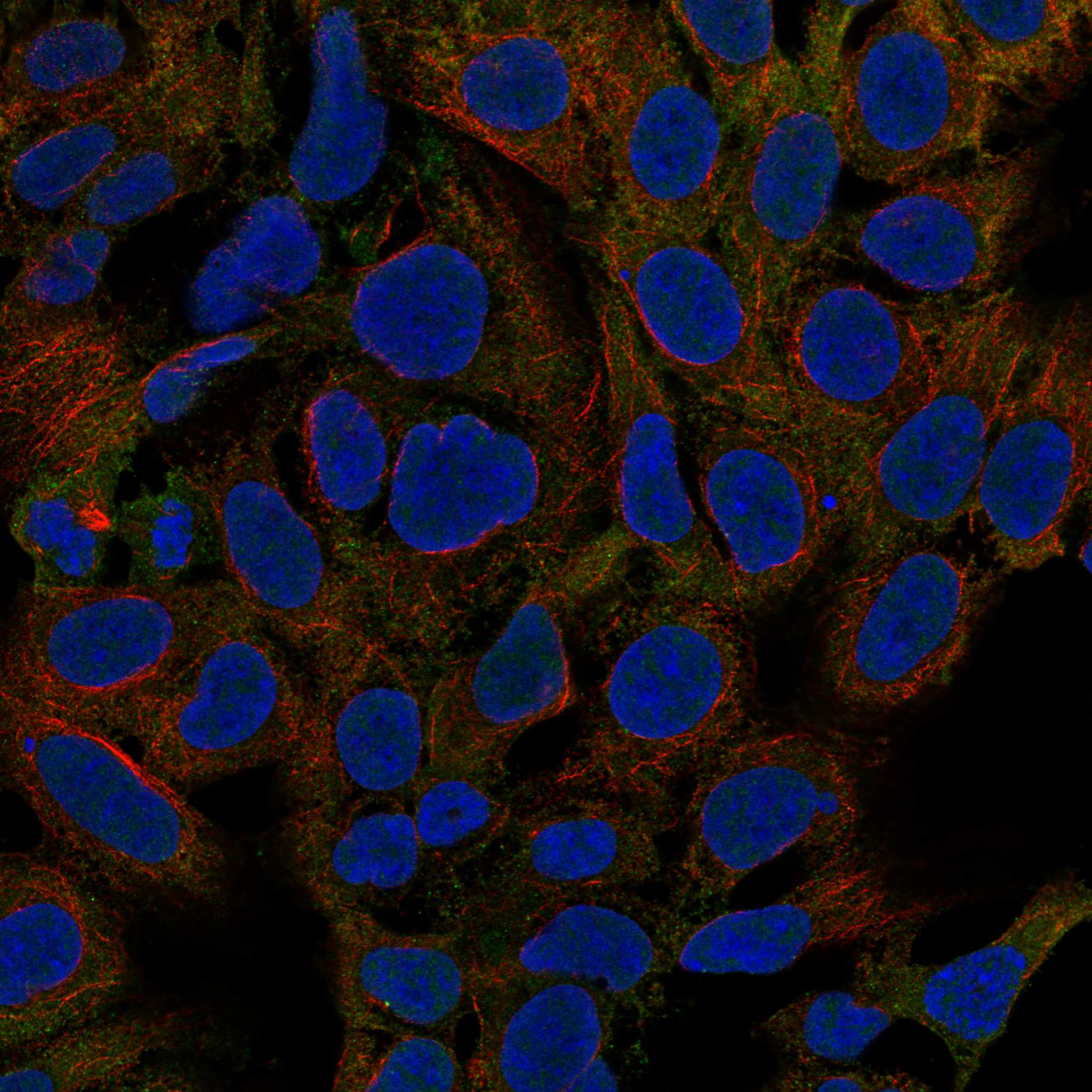 SNTG2 fluorescence