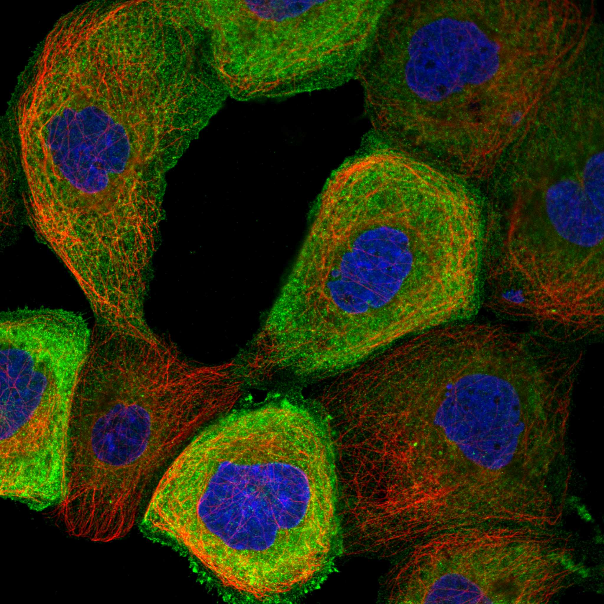 SNX9 fluorescence