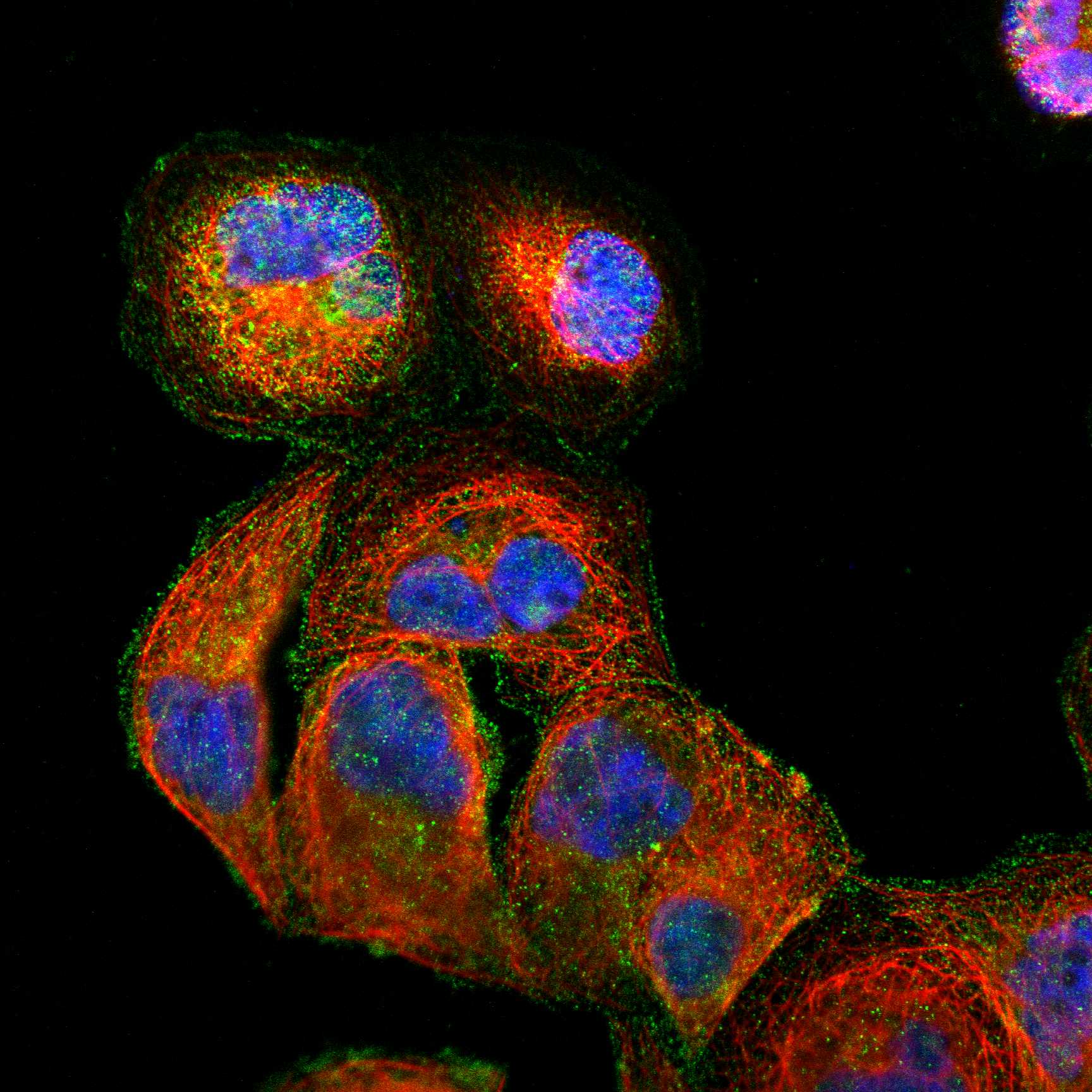 SPPL3 fluorescence