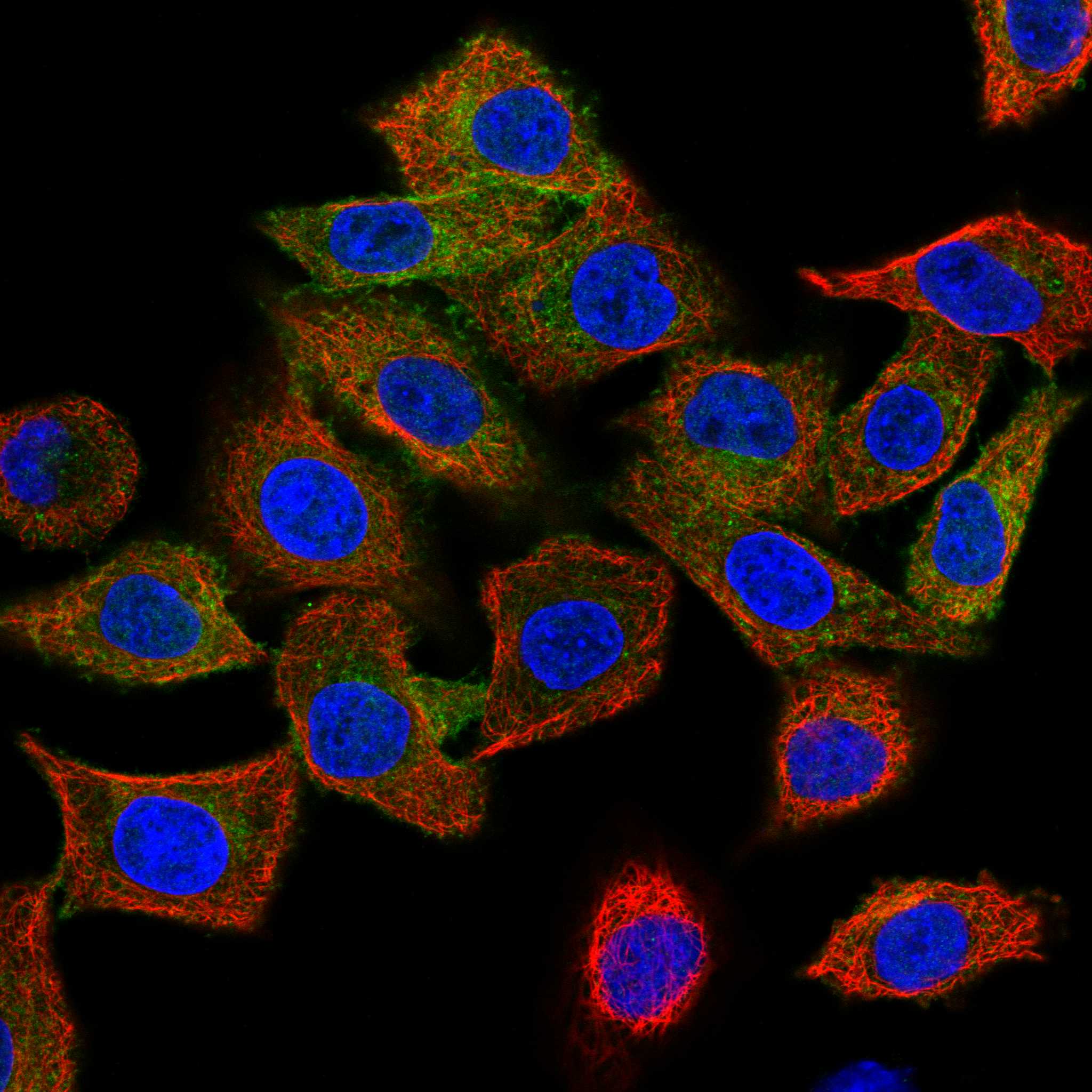 SRC fluorescence