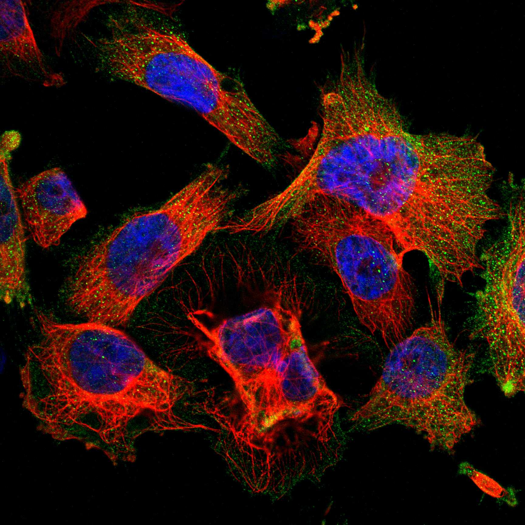SRPRB fluorescence