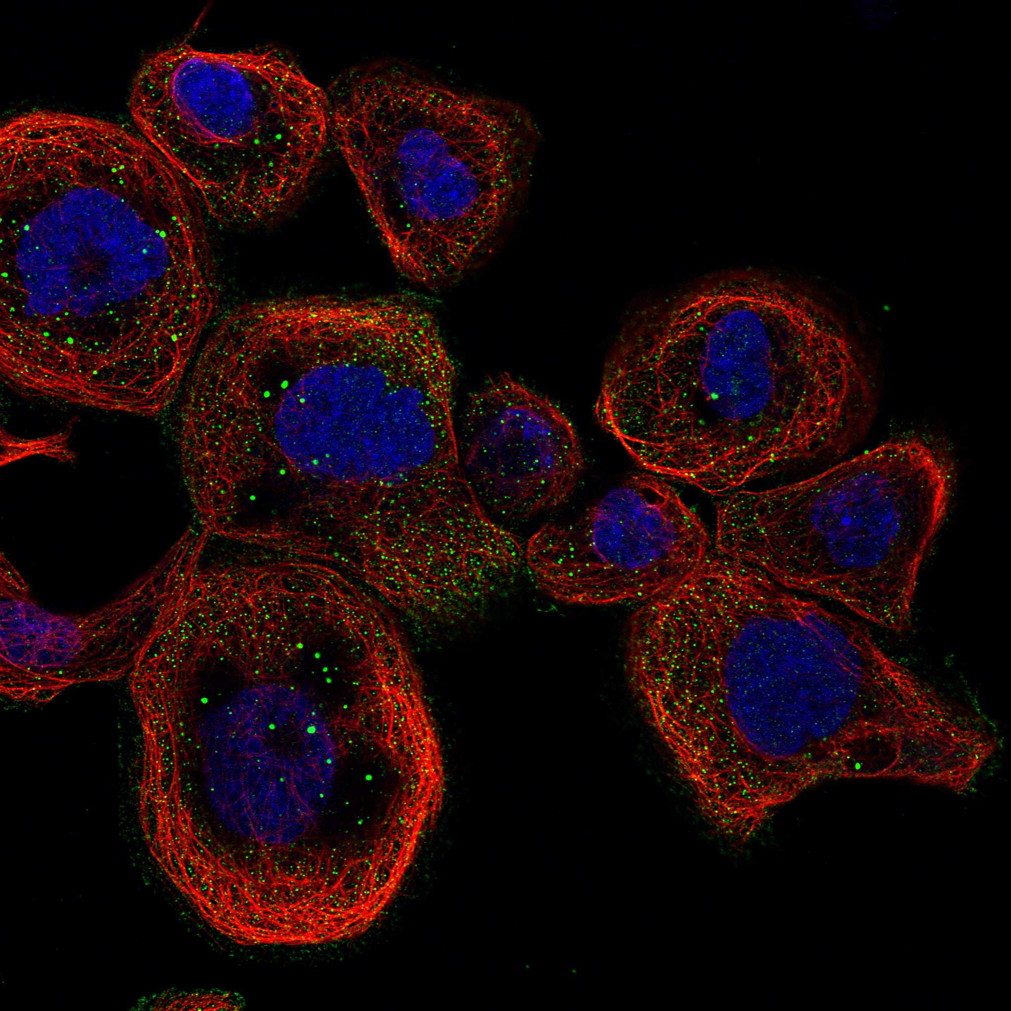 SSH1 fluorescence