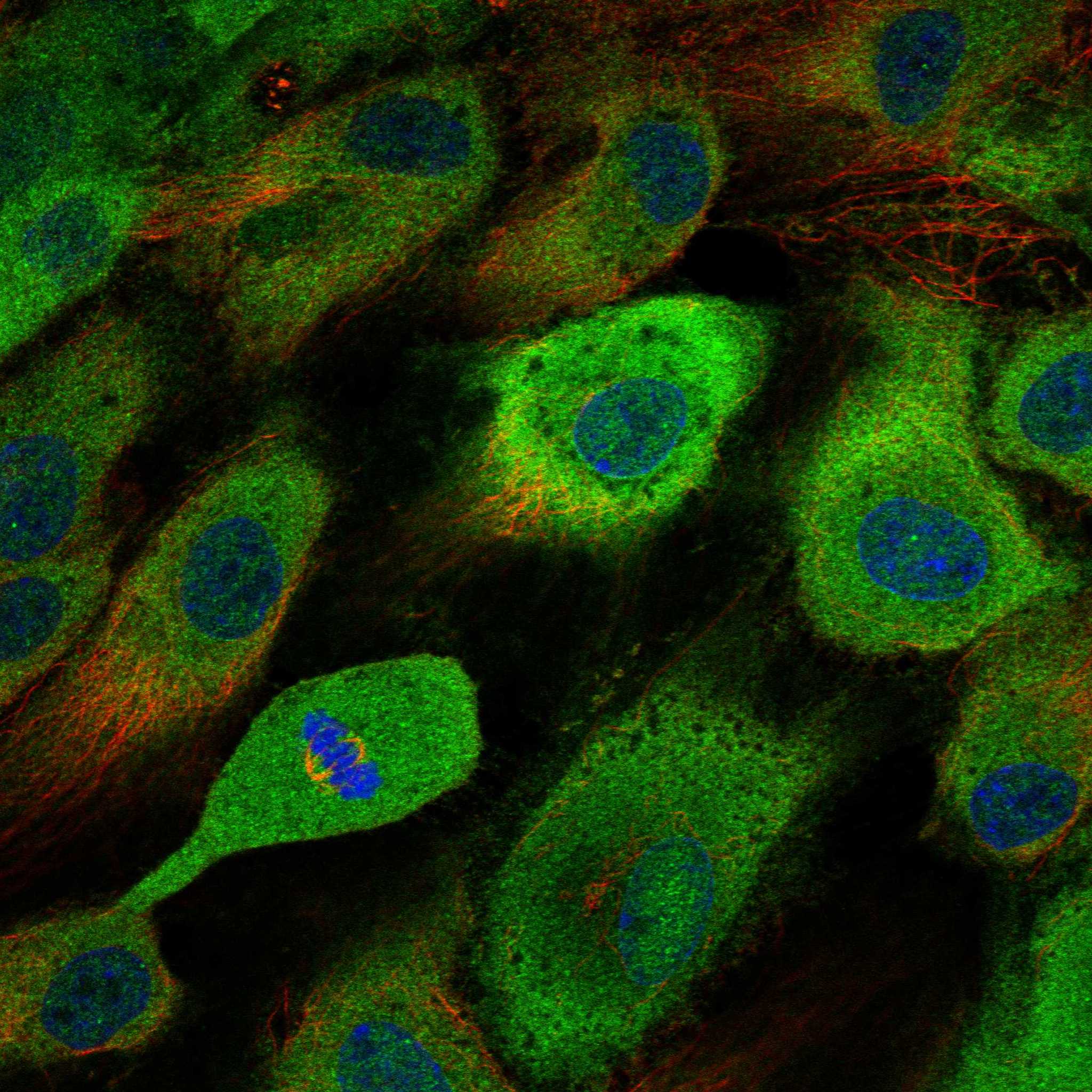 STAB1 fluorescence