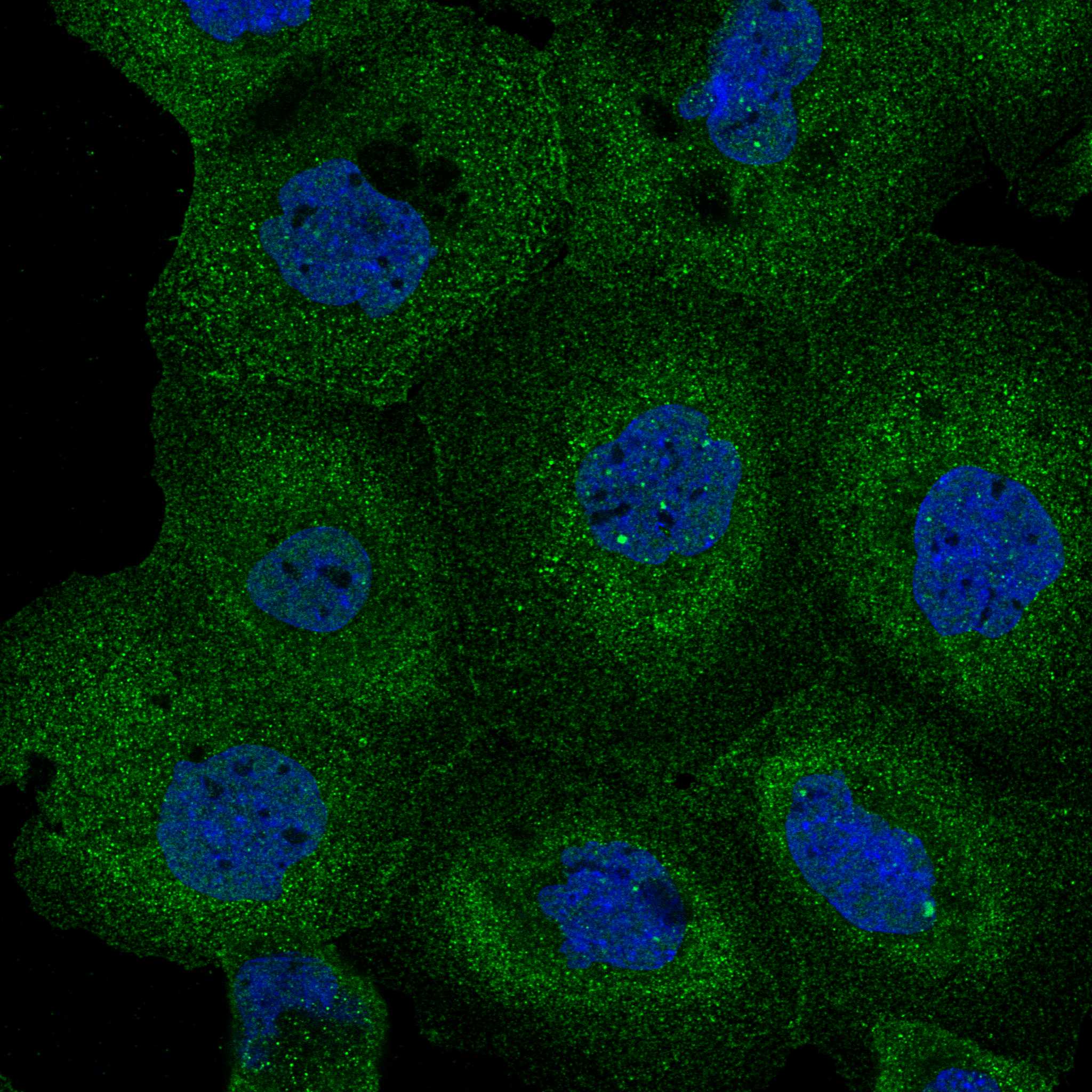 STAC fluorescence
