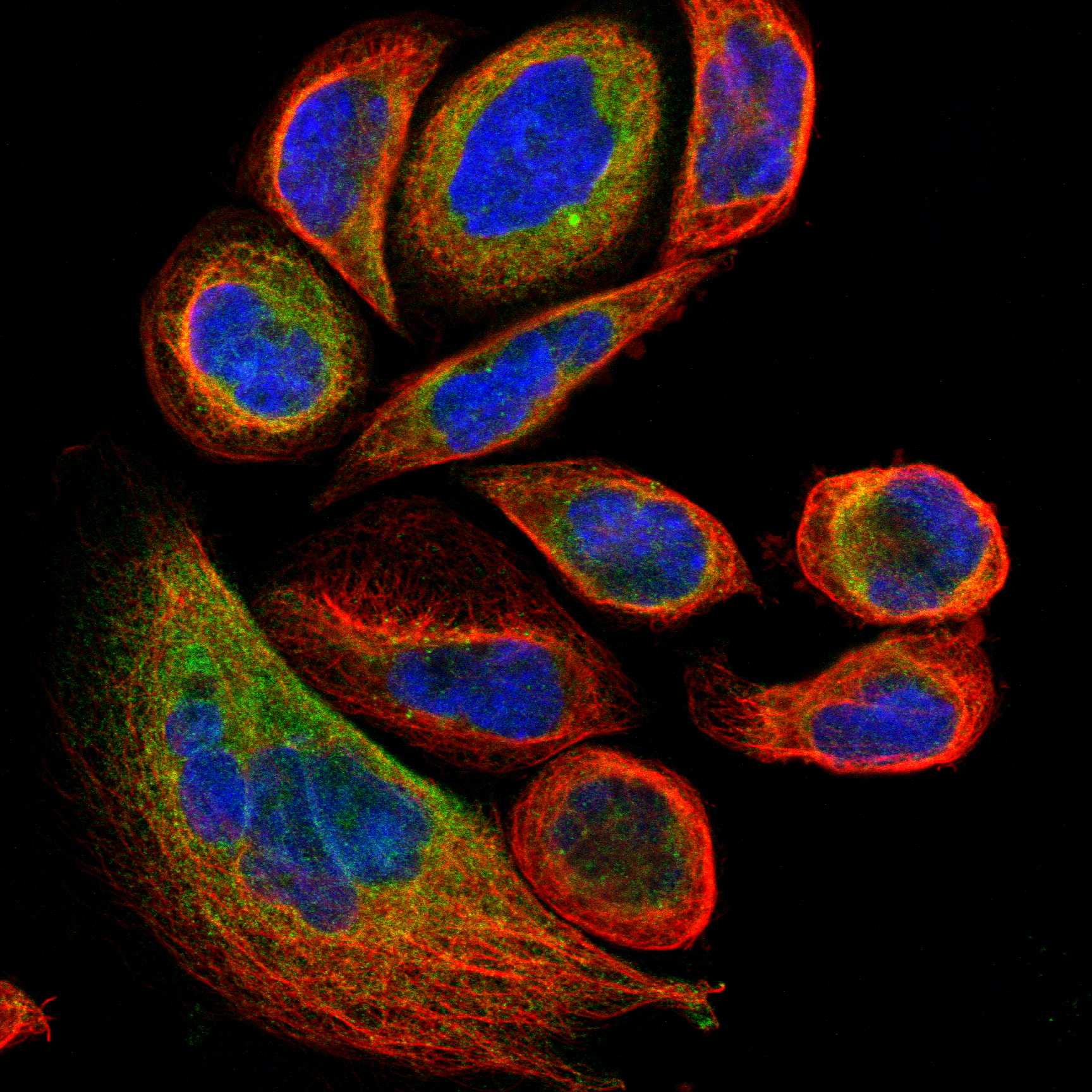 STIM1 fluorescence