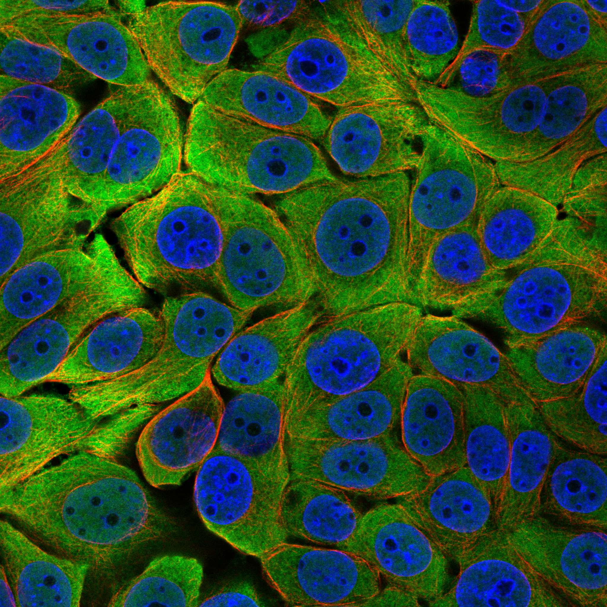 STIP1 fluorescence