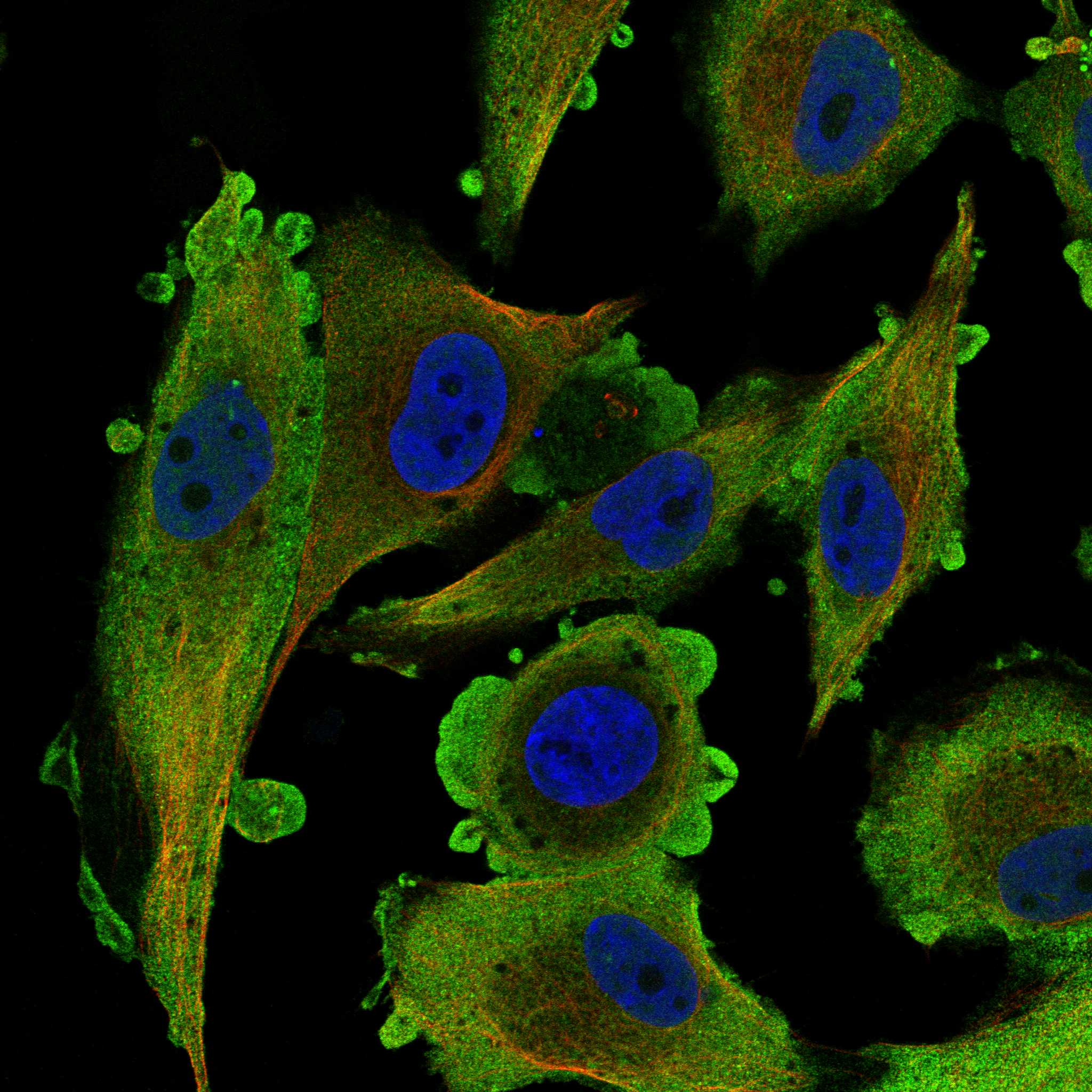 STK10 fluorescence