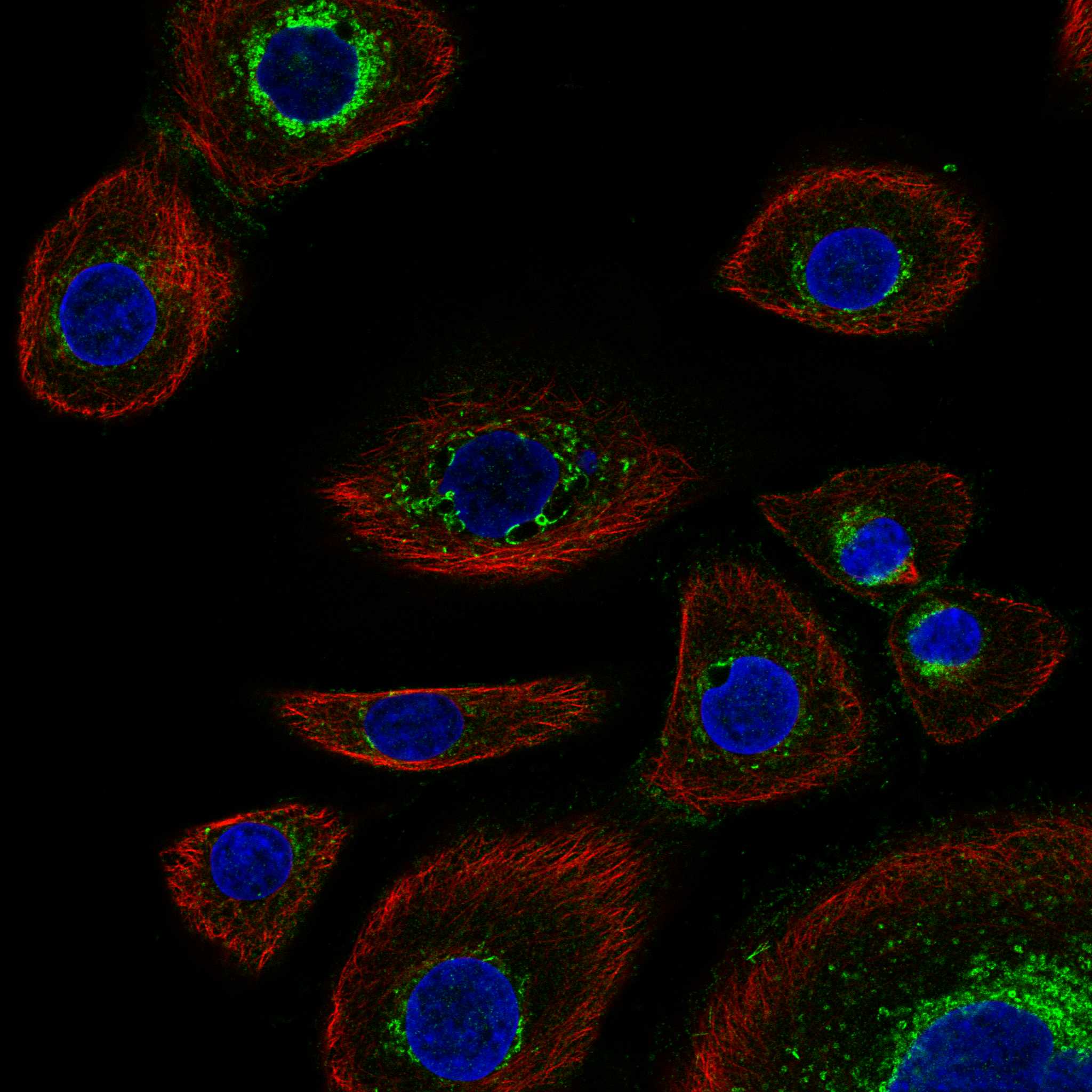 STOM fluorescence
