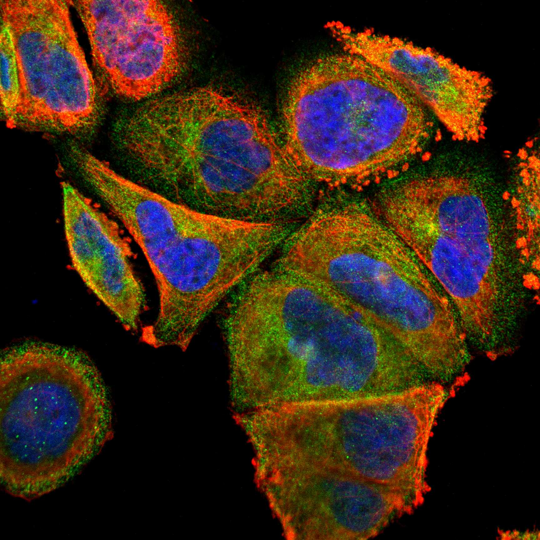 STRN3 fluorescence