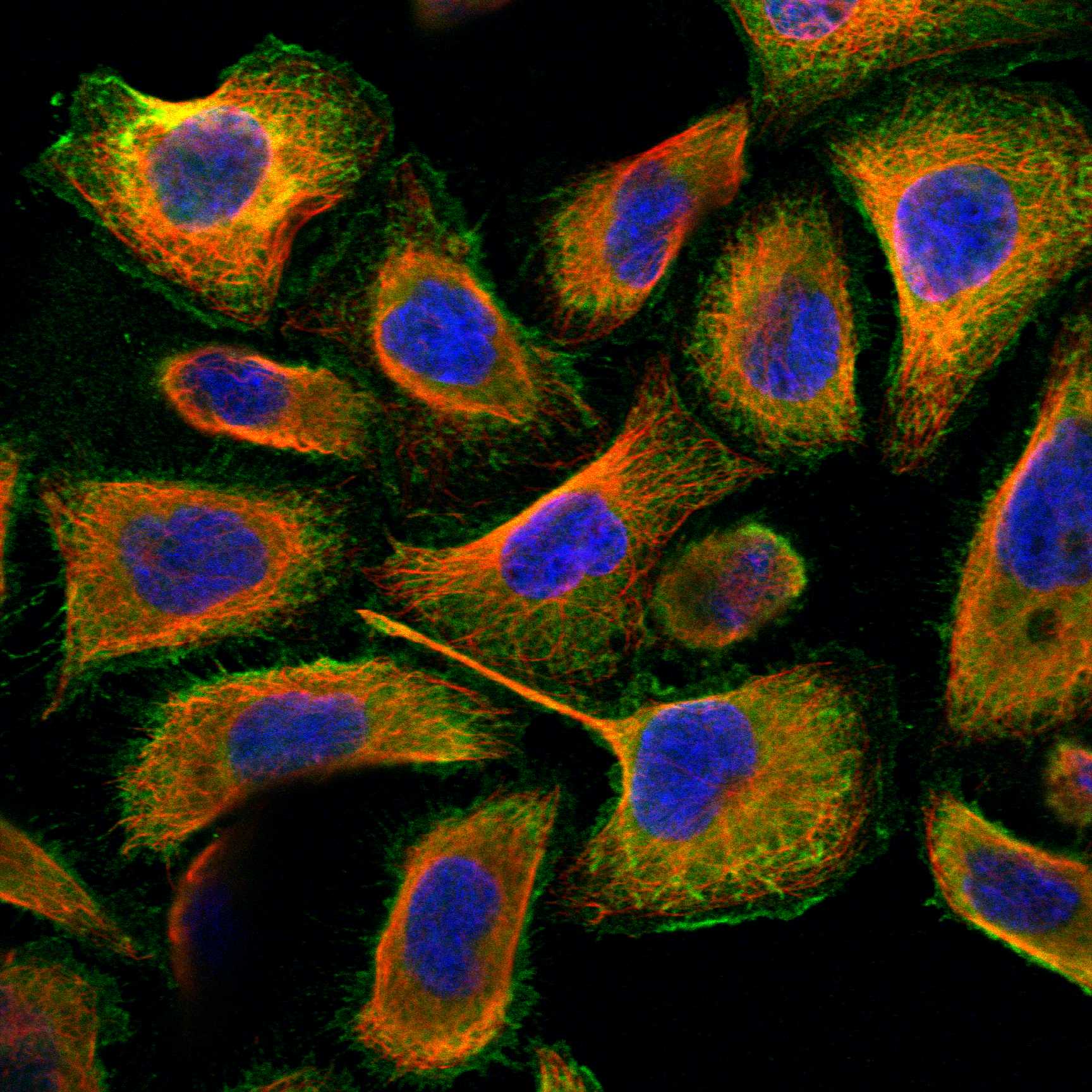 STX18 fluorescence