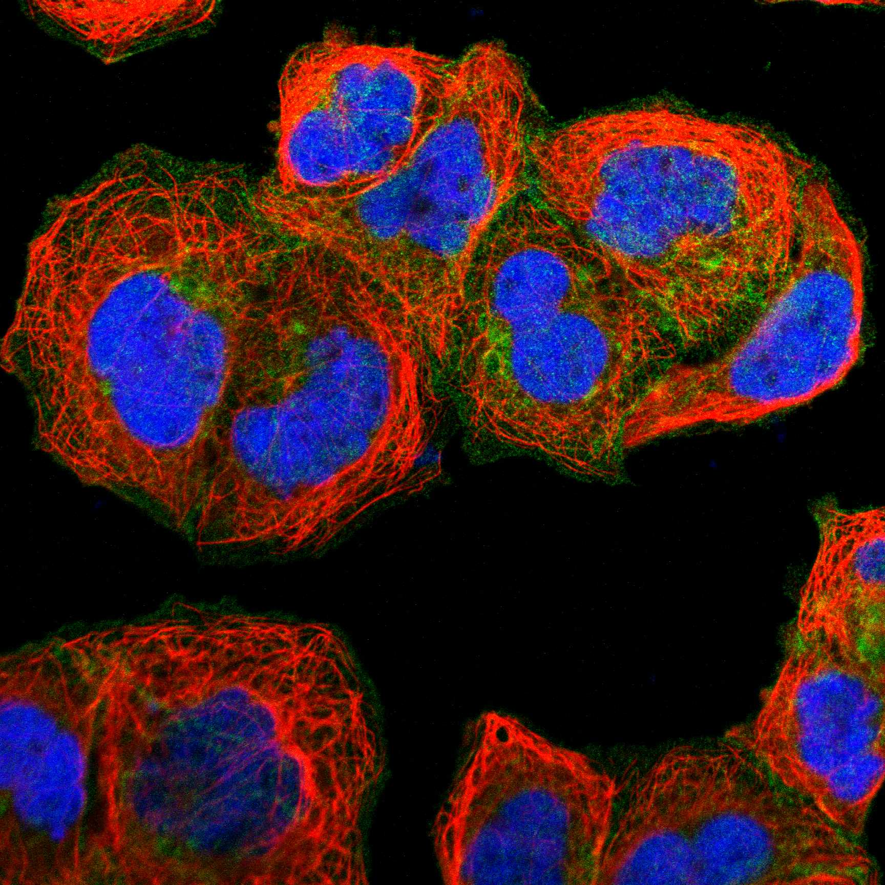 STX4 fluorescence