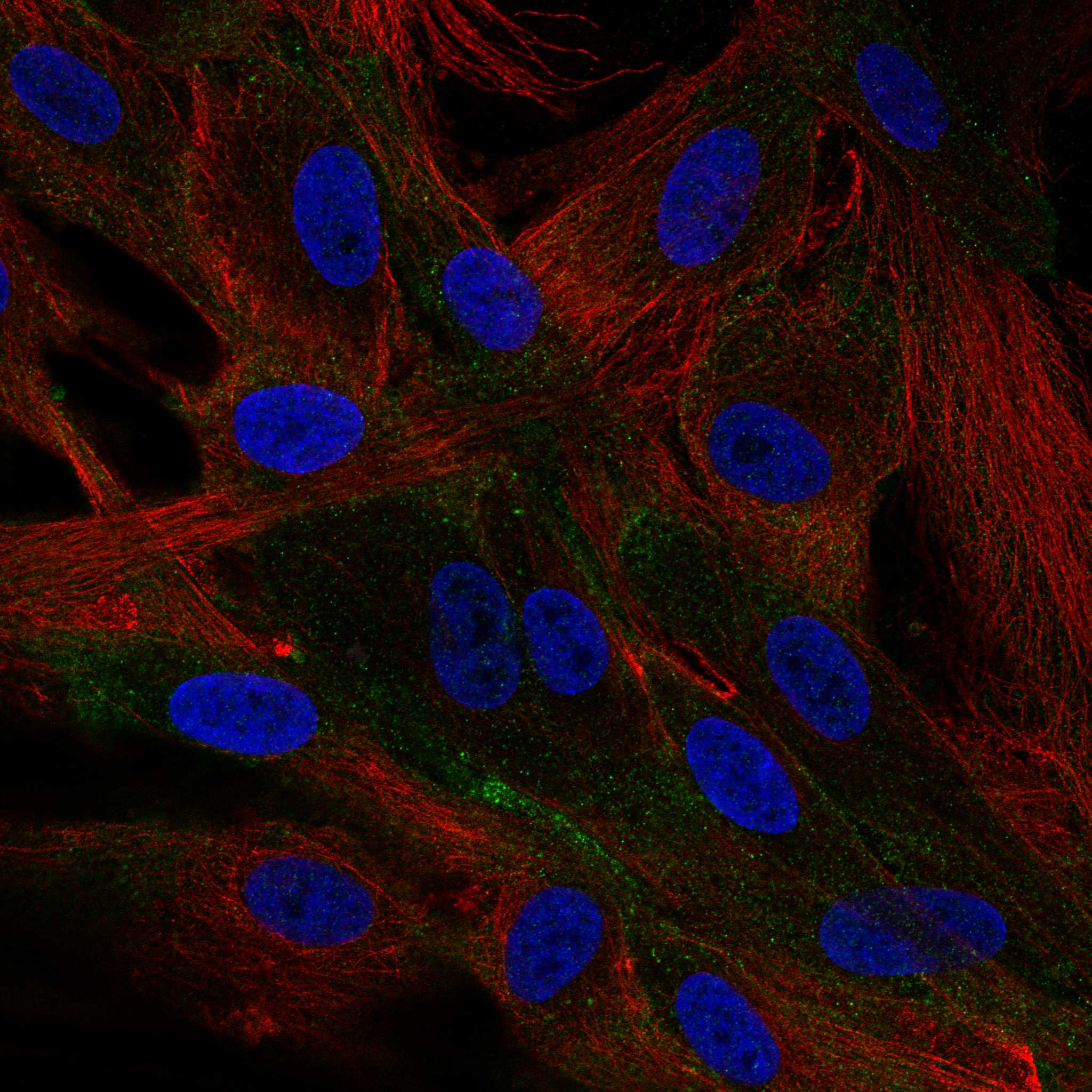 STYK1 fluorescence