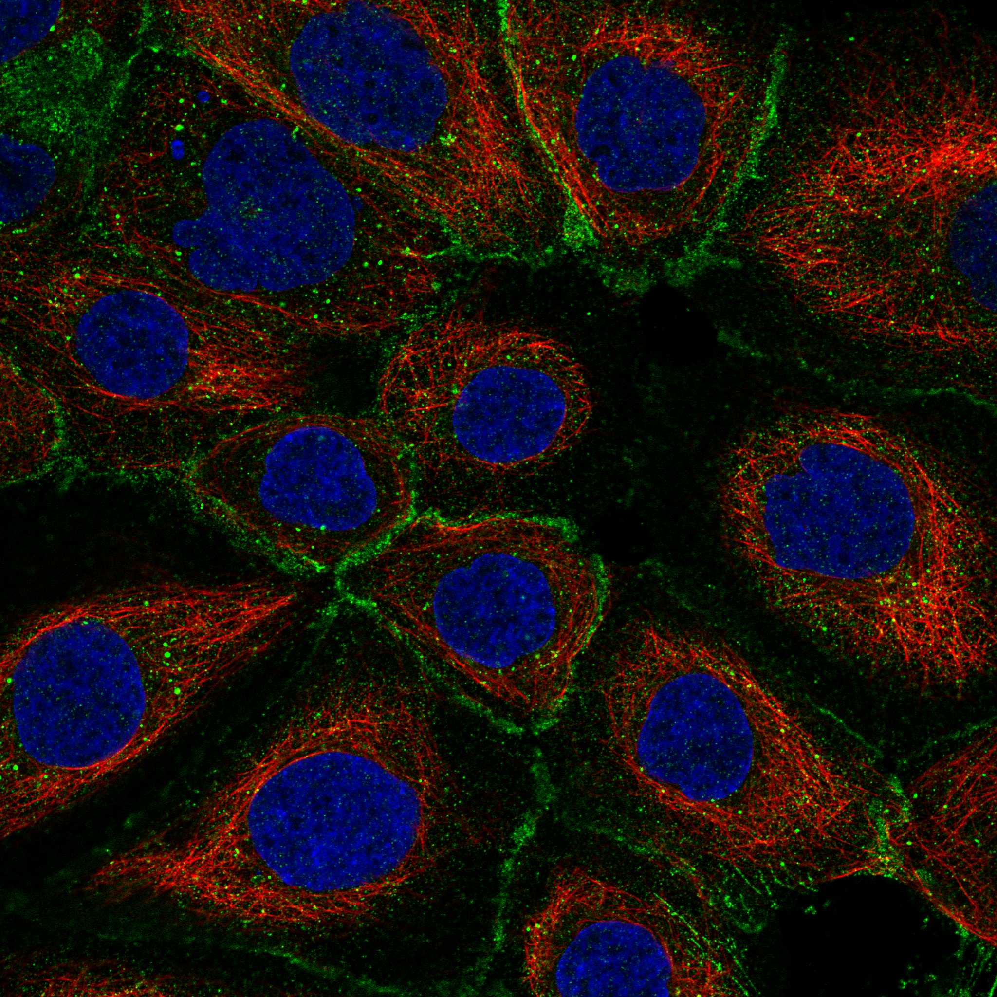 SUMF2 fluorescence