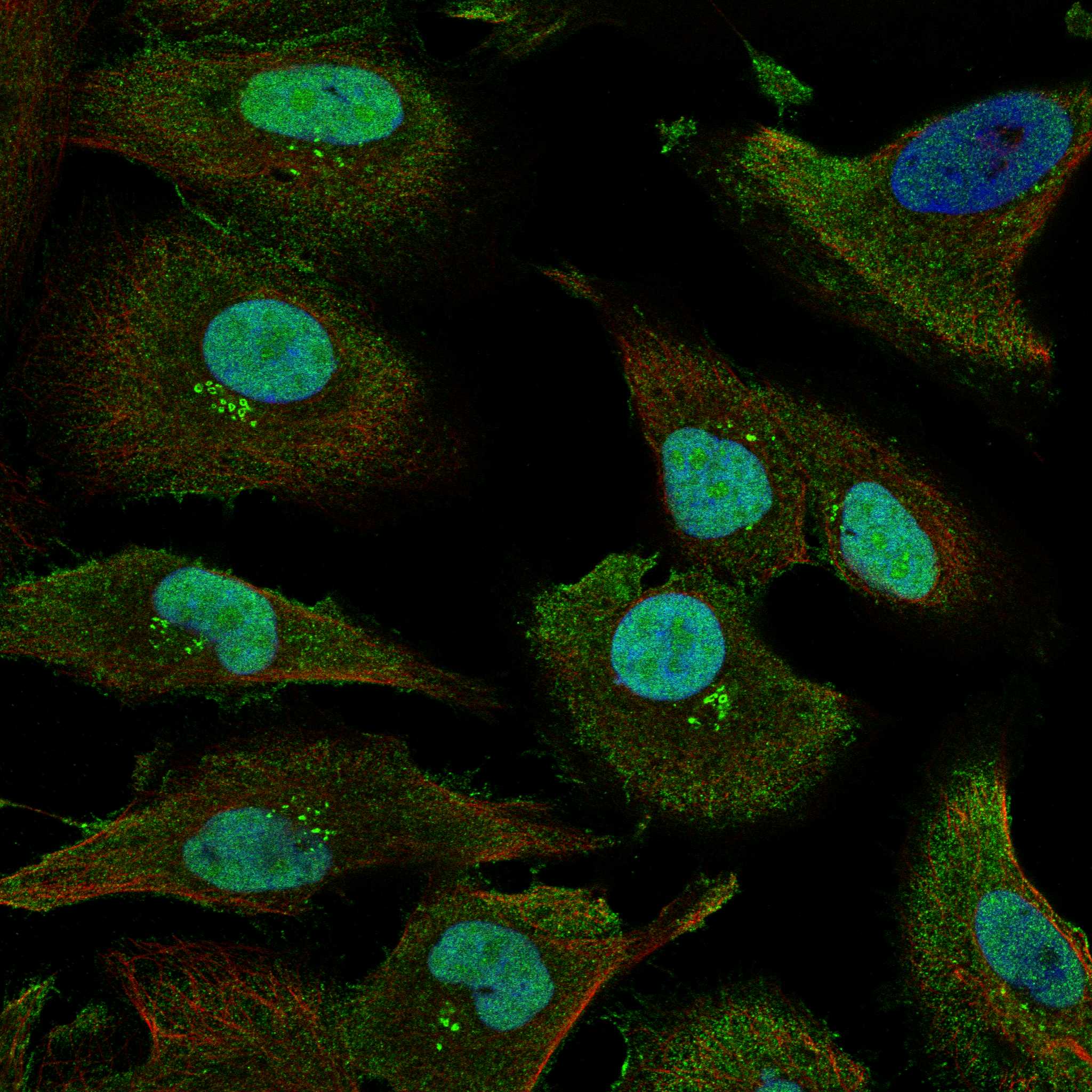 SUN3 fluorescence