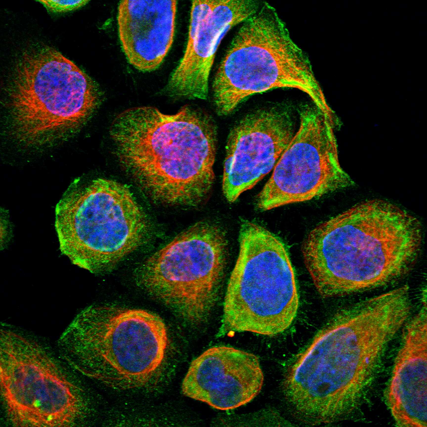 SUSD2 fluorescence