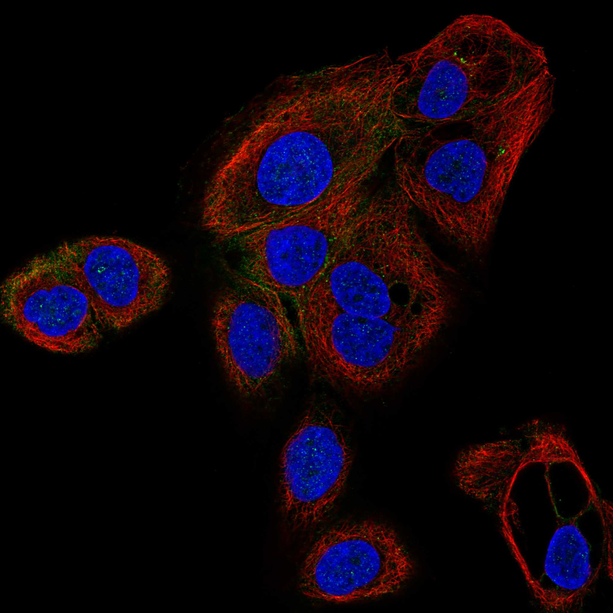 SUSD6 fluorescence