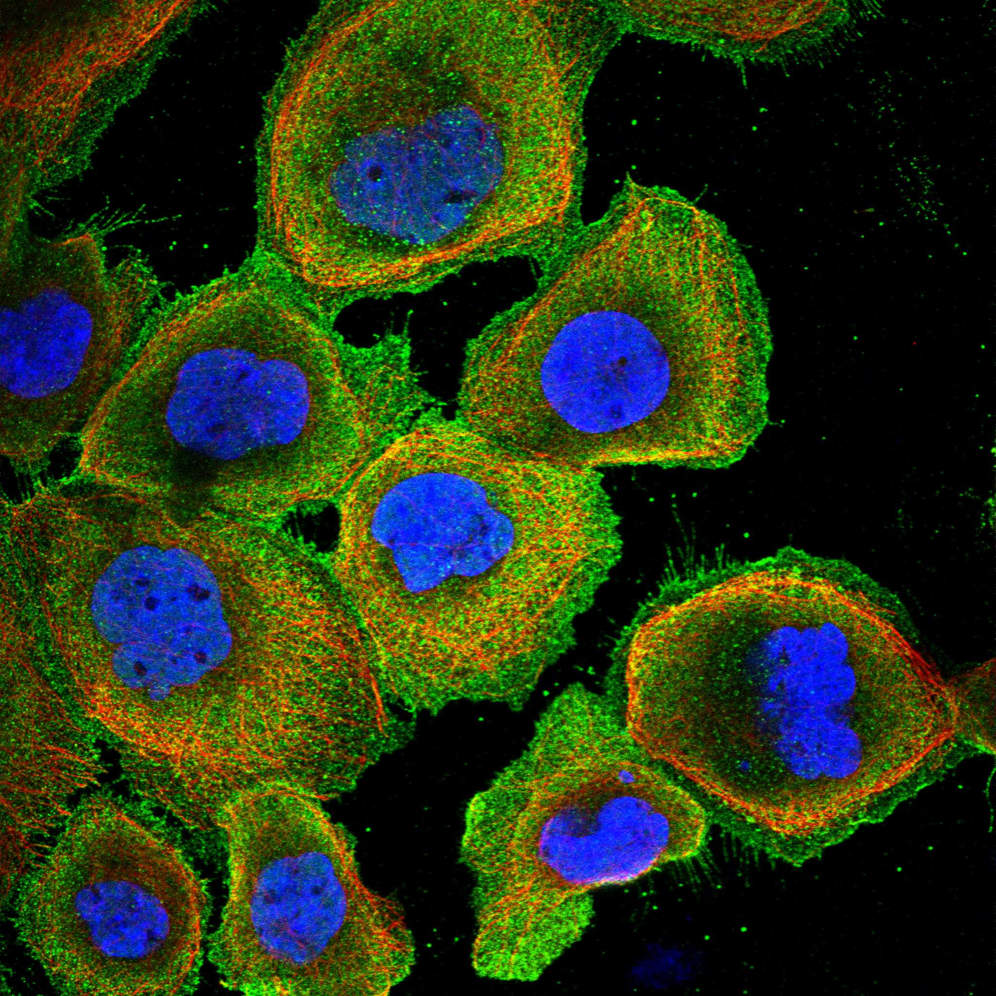 SYMPK fluorescence