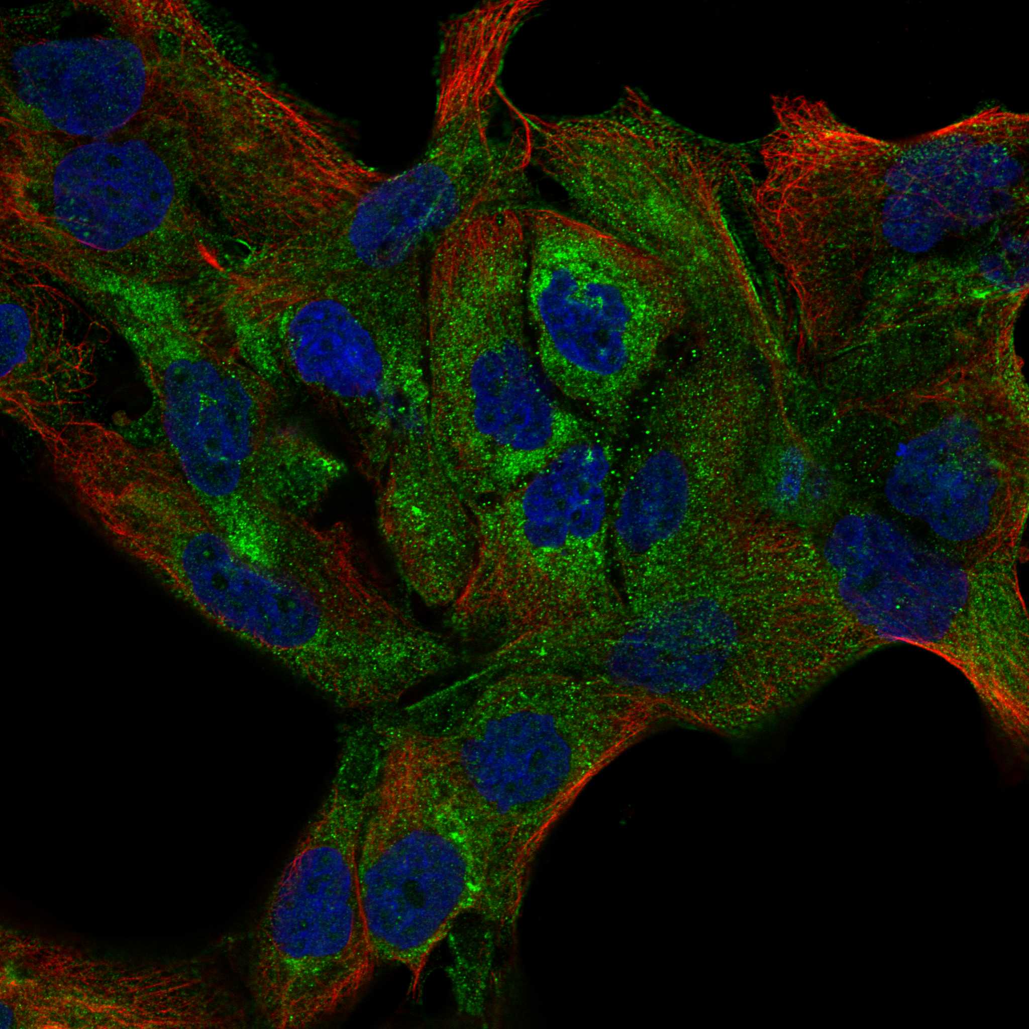 SYNPO fluorescence