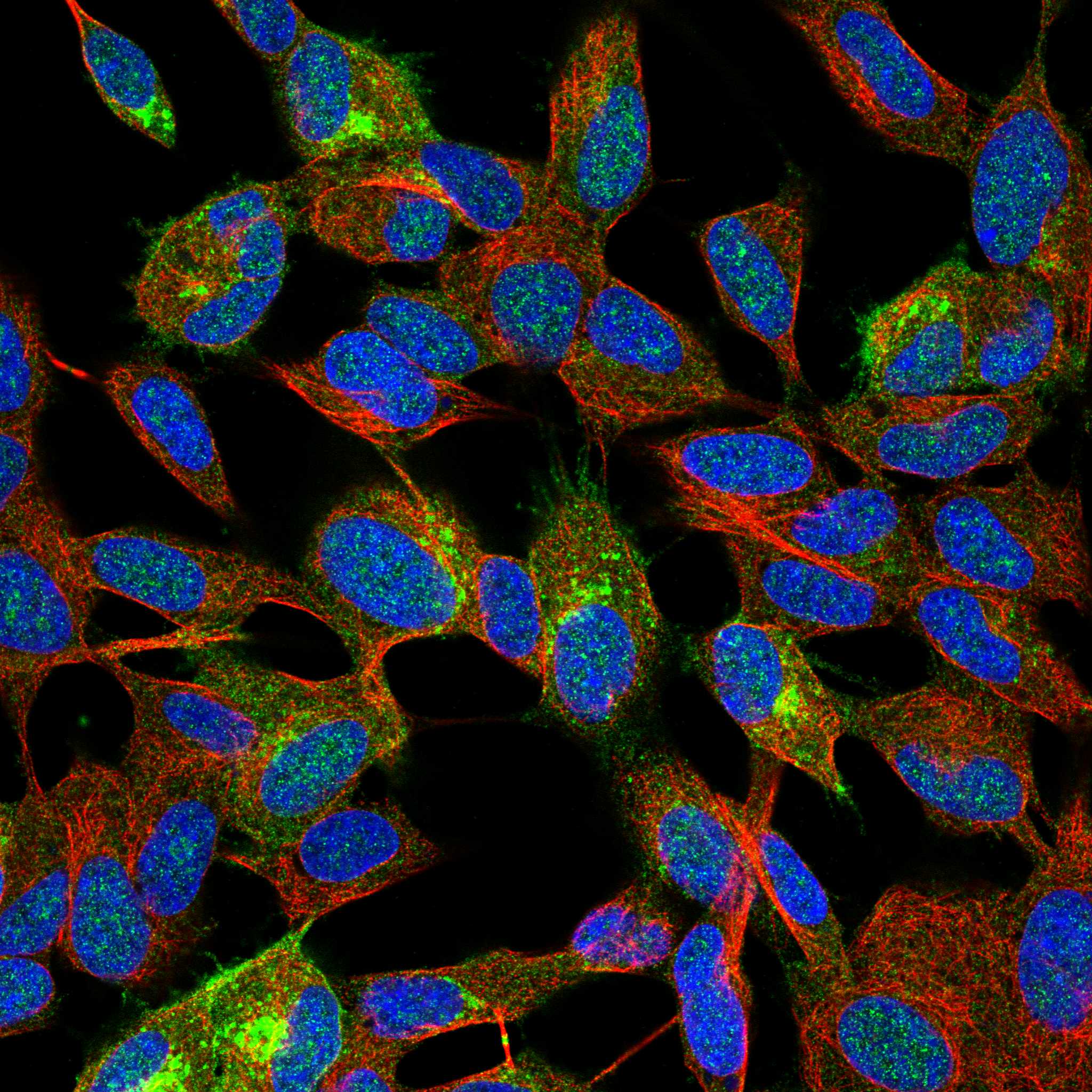 SYT4 fluorescence