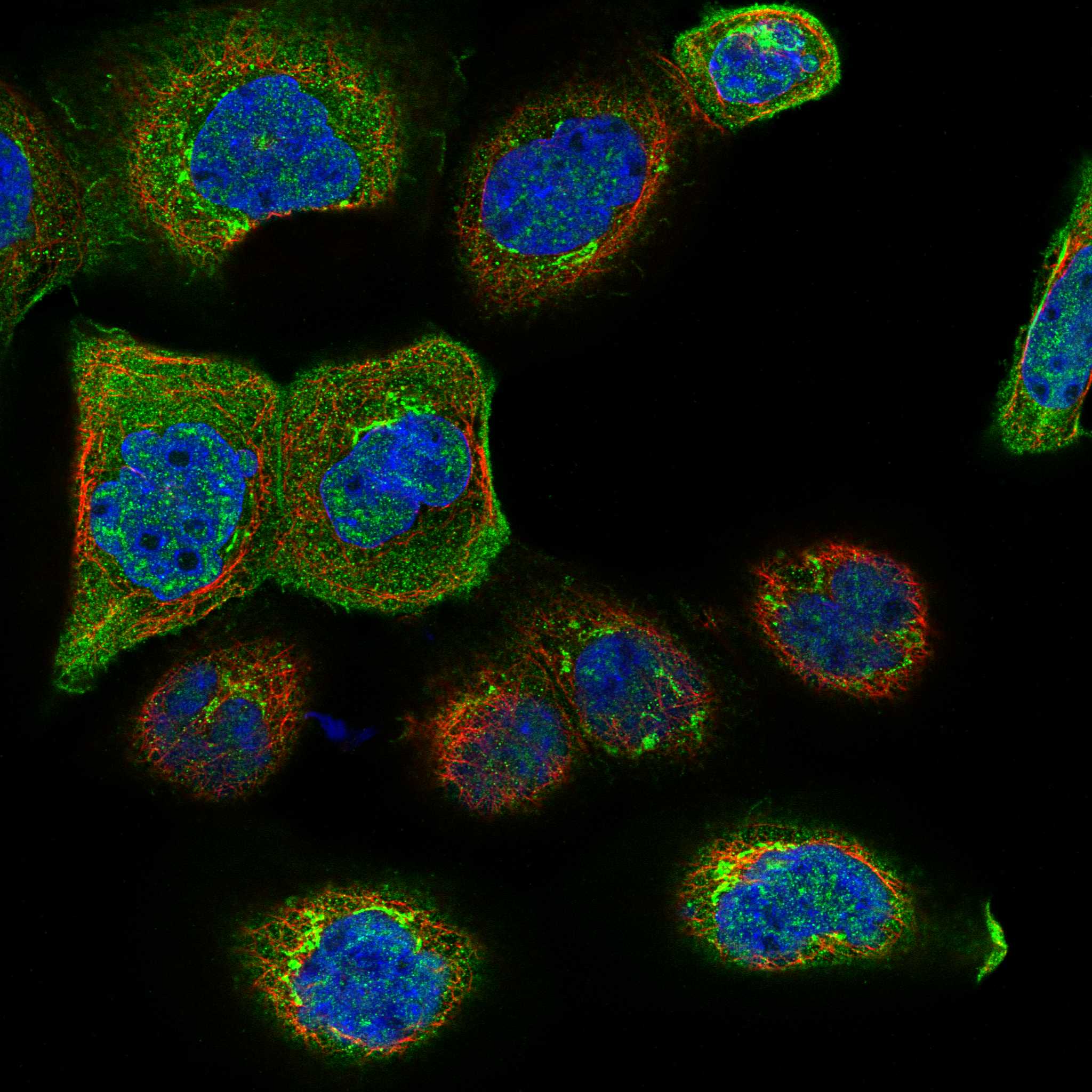 SYTL2 fluorescence