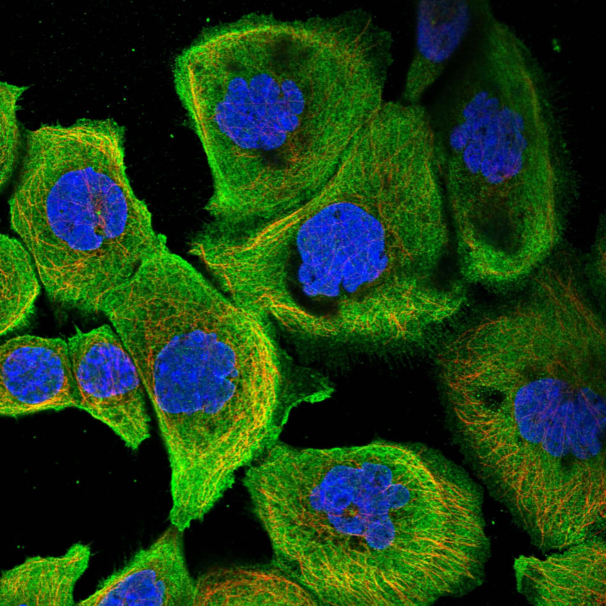 TCHP fluorescence