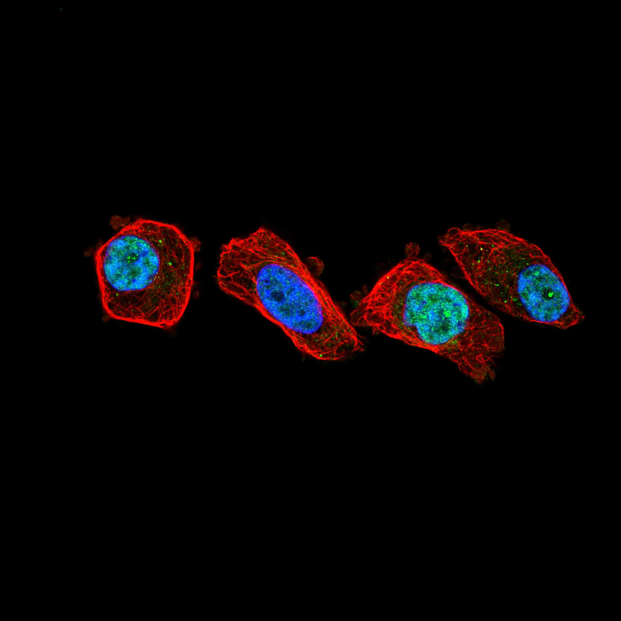 TEN1 fluorescence