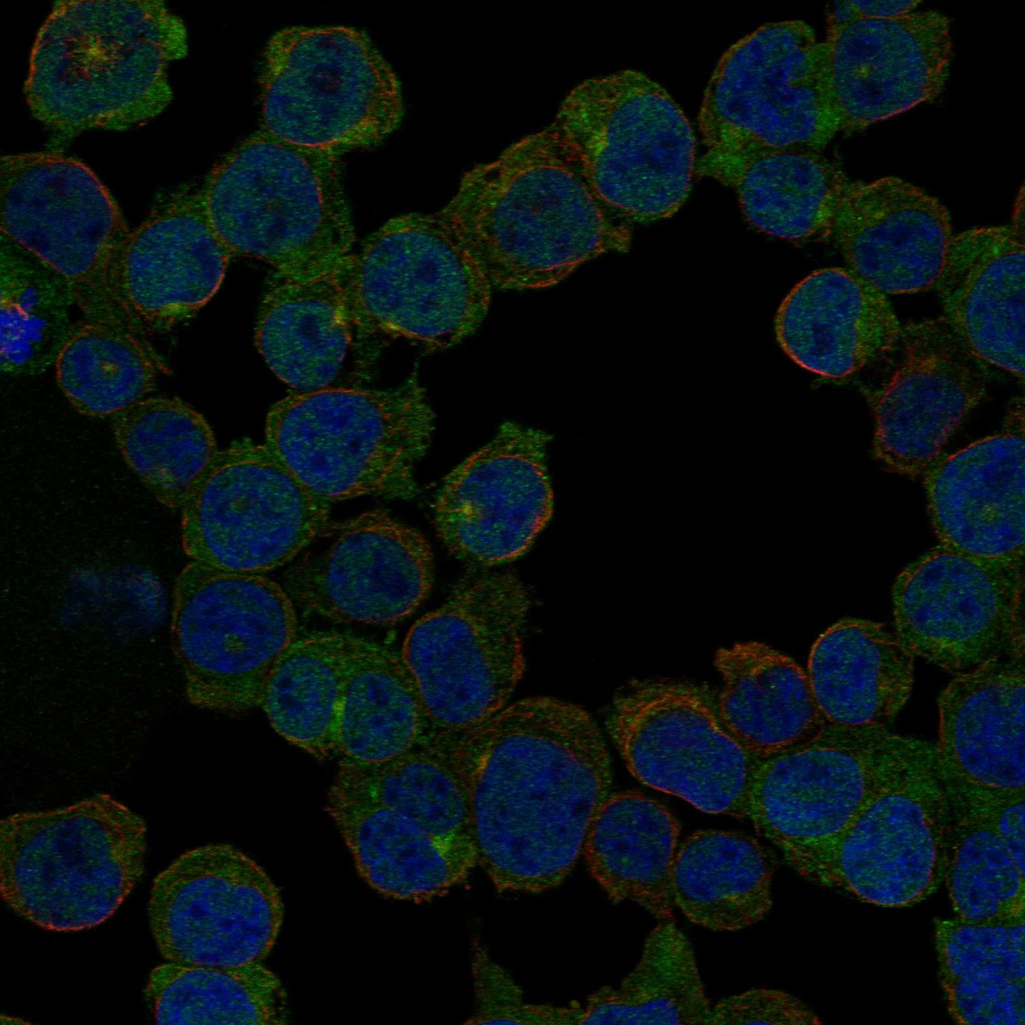 TGFB1 fluorescence