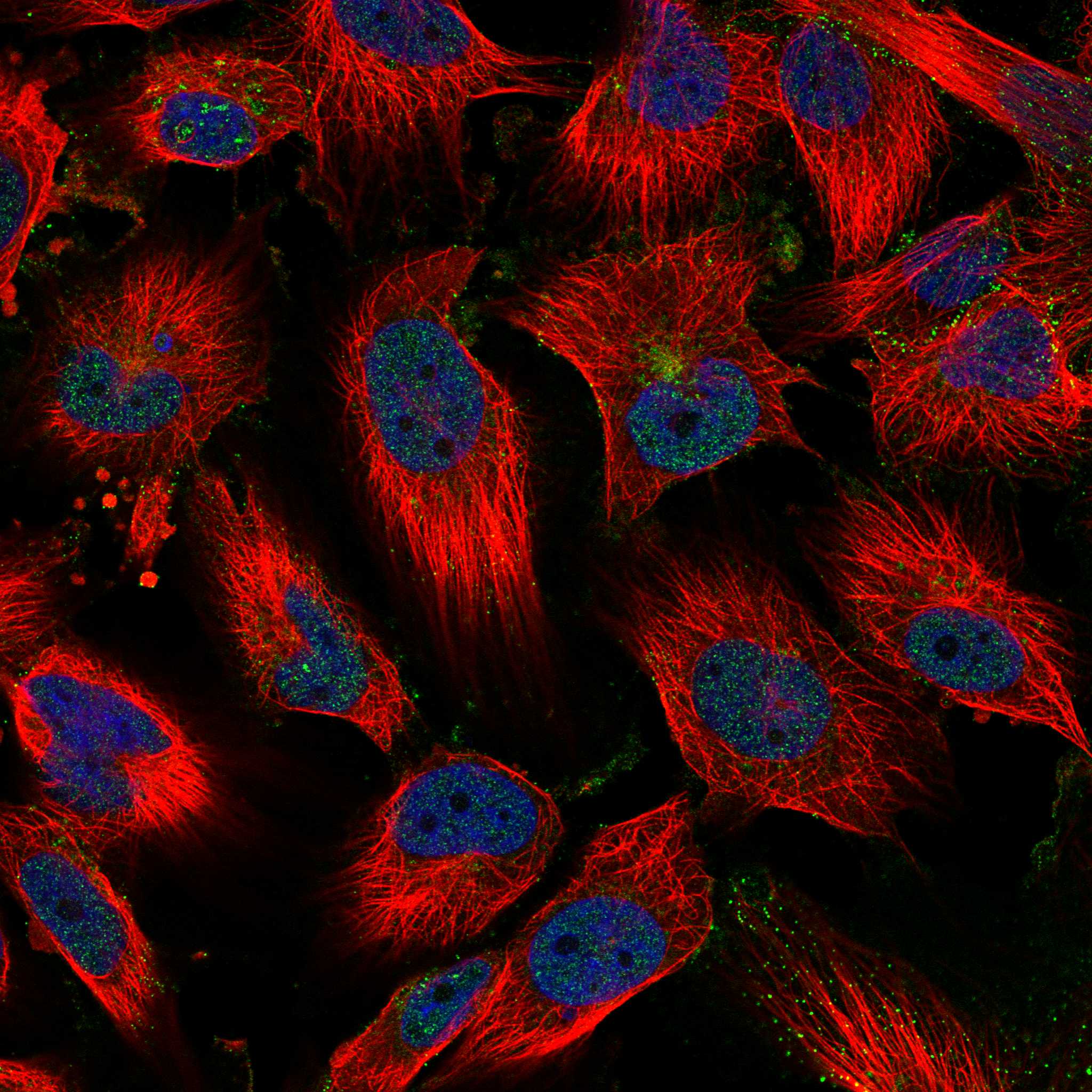 THY1 fluorescence