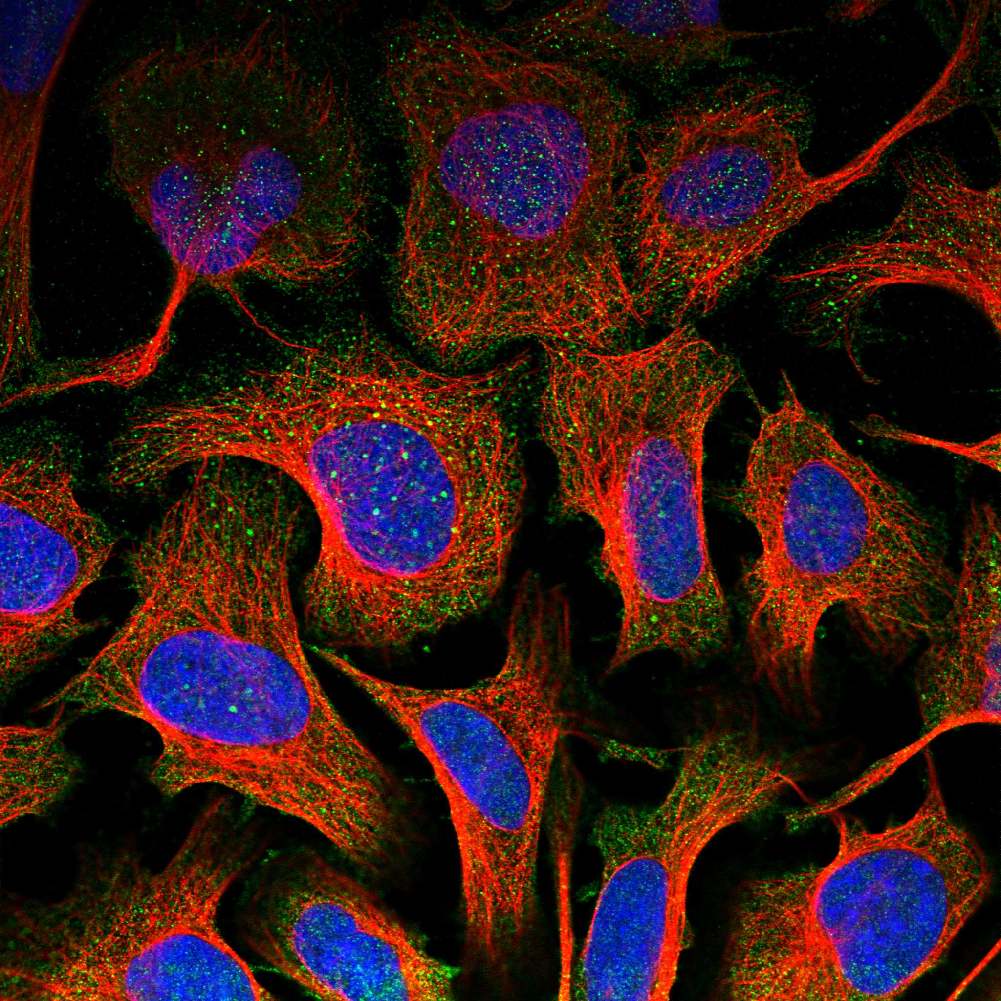 TIGD7 fluorescence