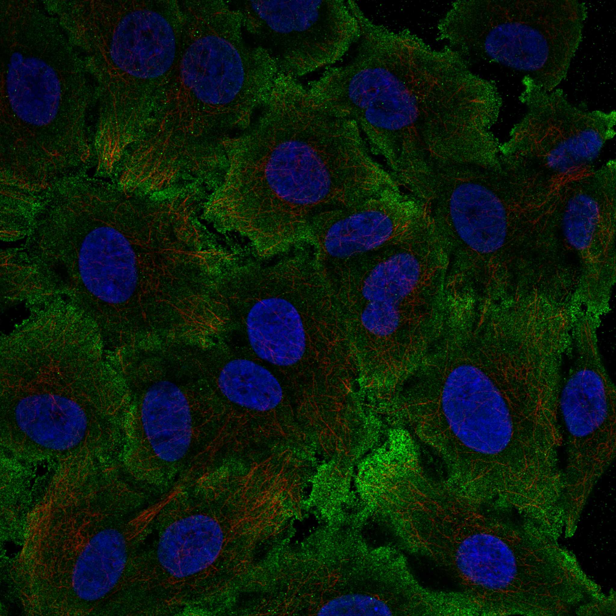 TIMD4 fluorescence