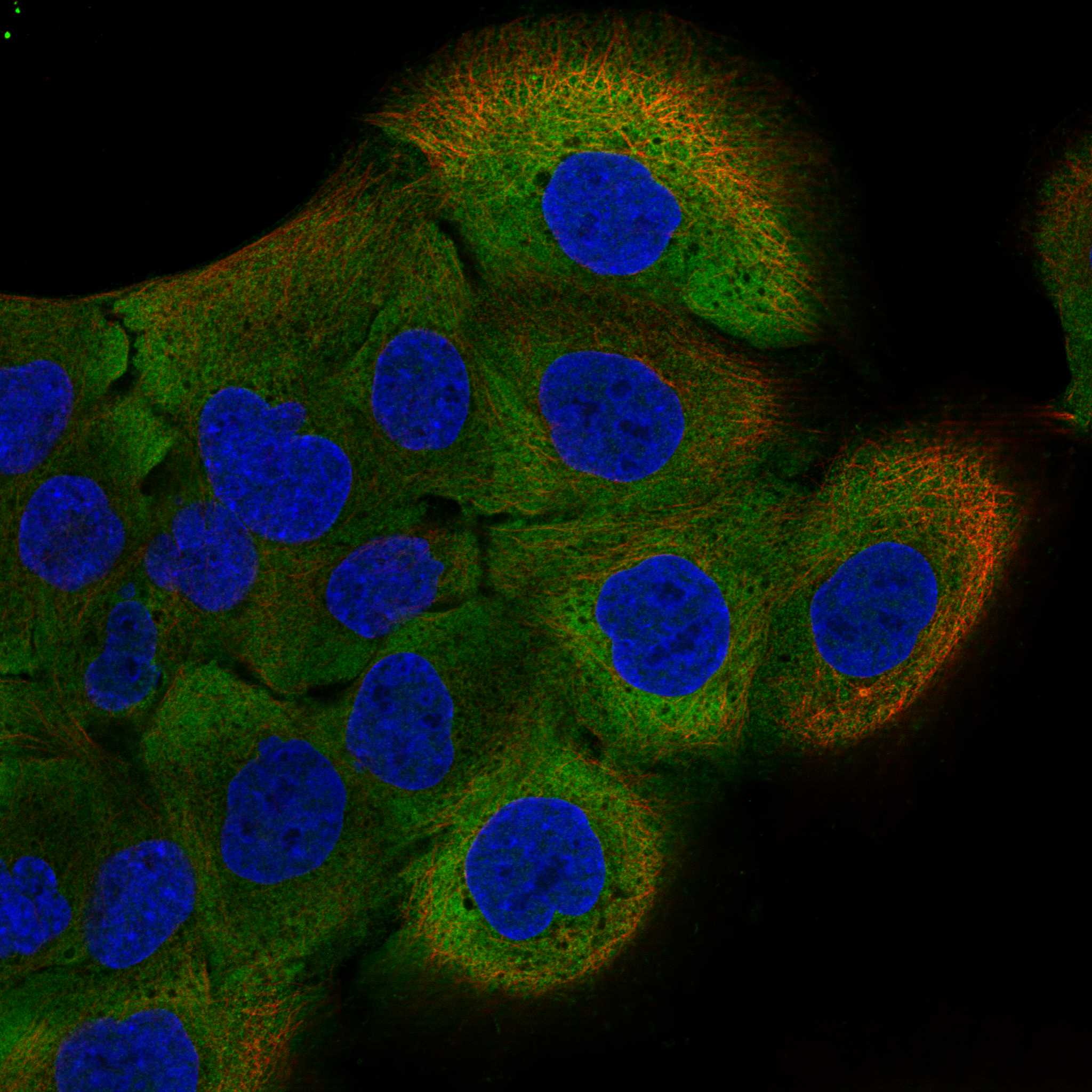 TLR10 fluorescence