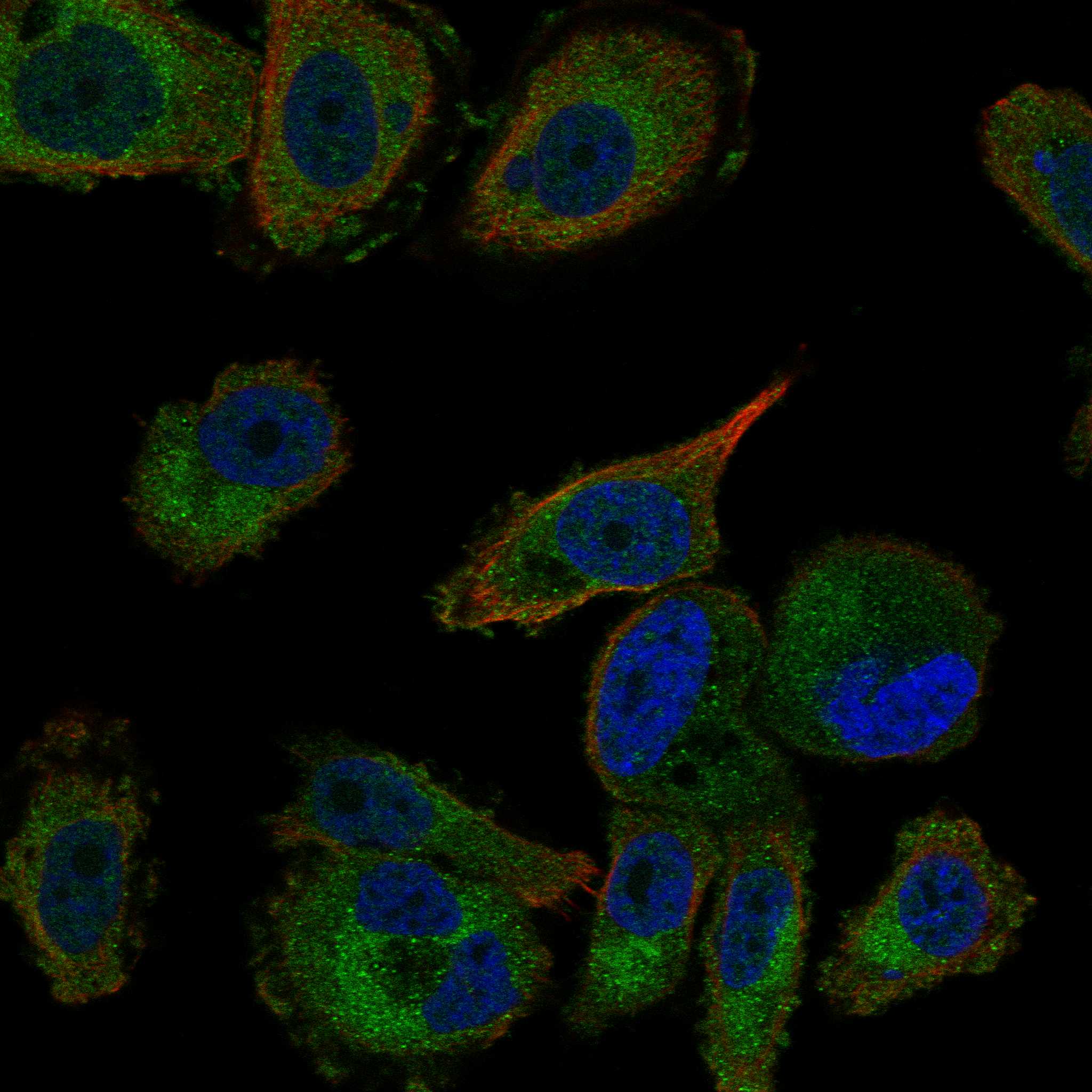 TLR2 fluorescence
