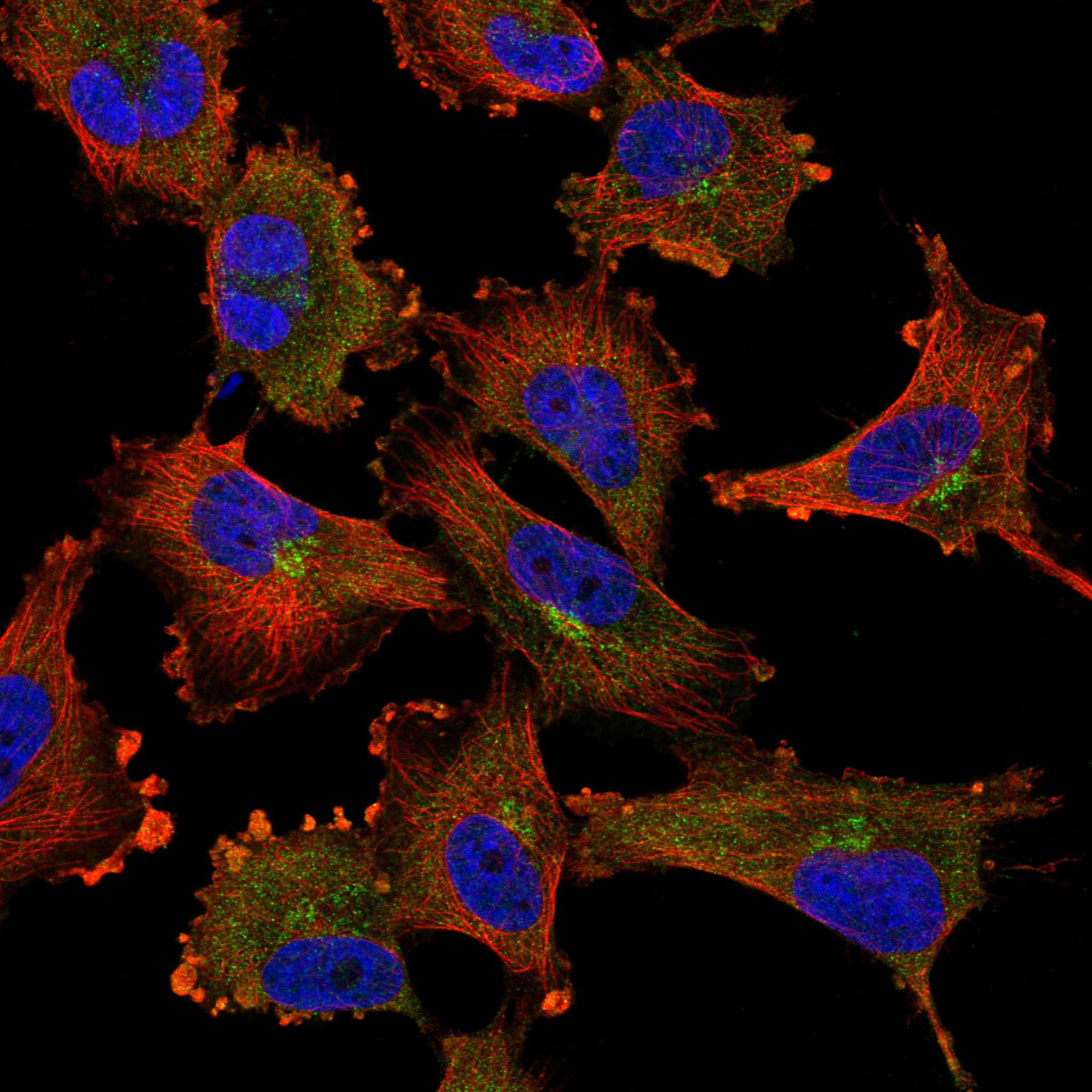 TLR4 fluorescence