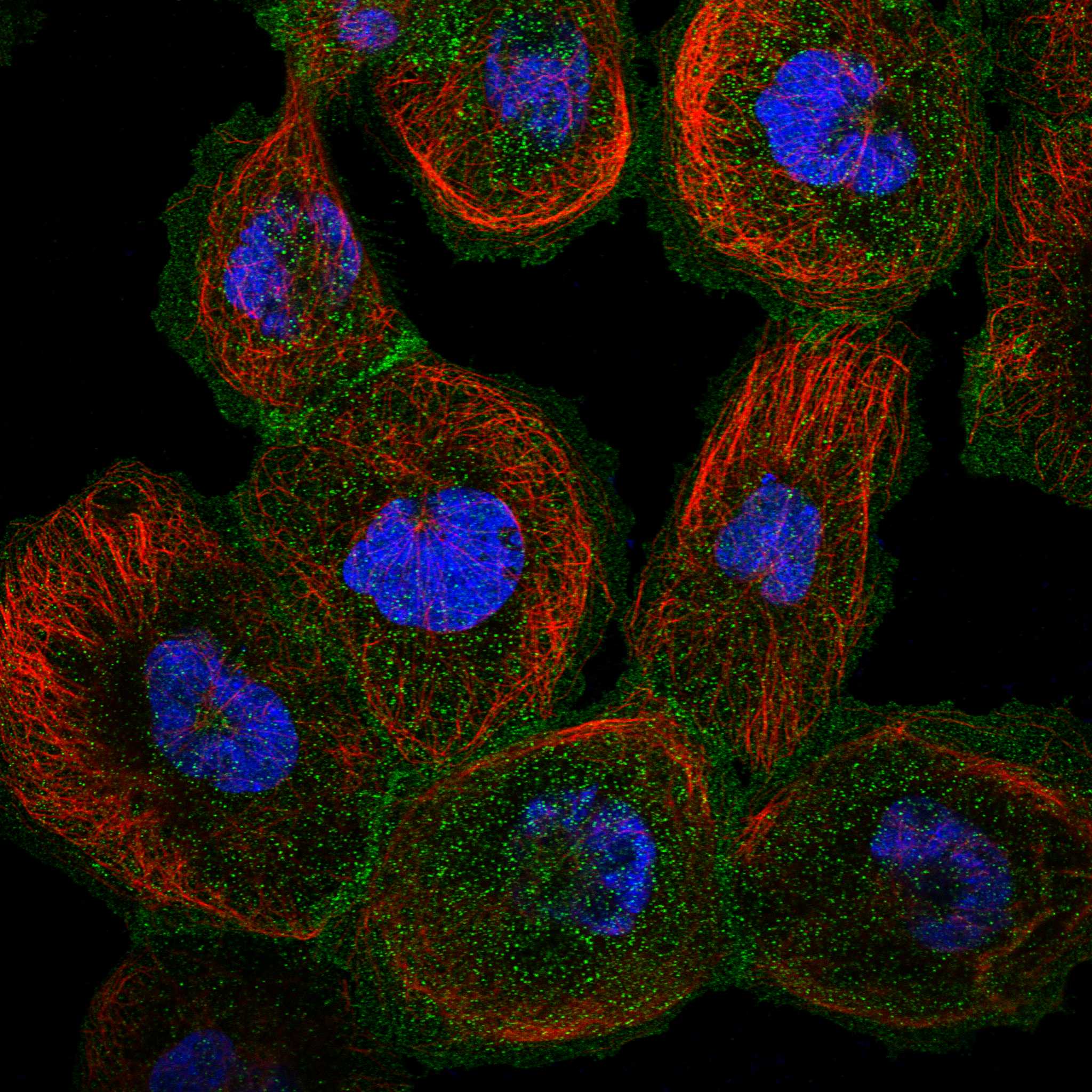 TMC5 fluorescence