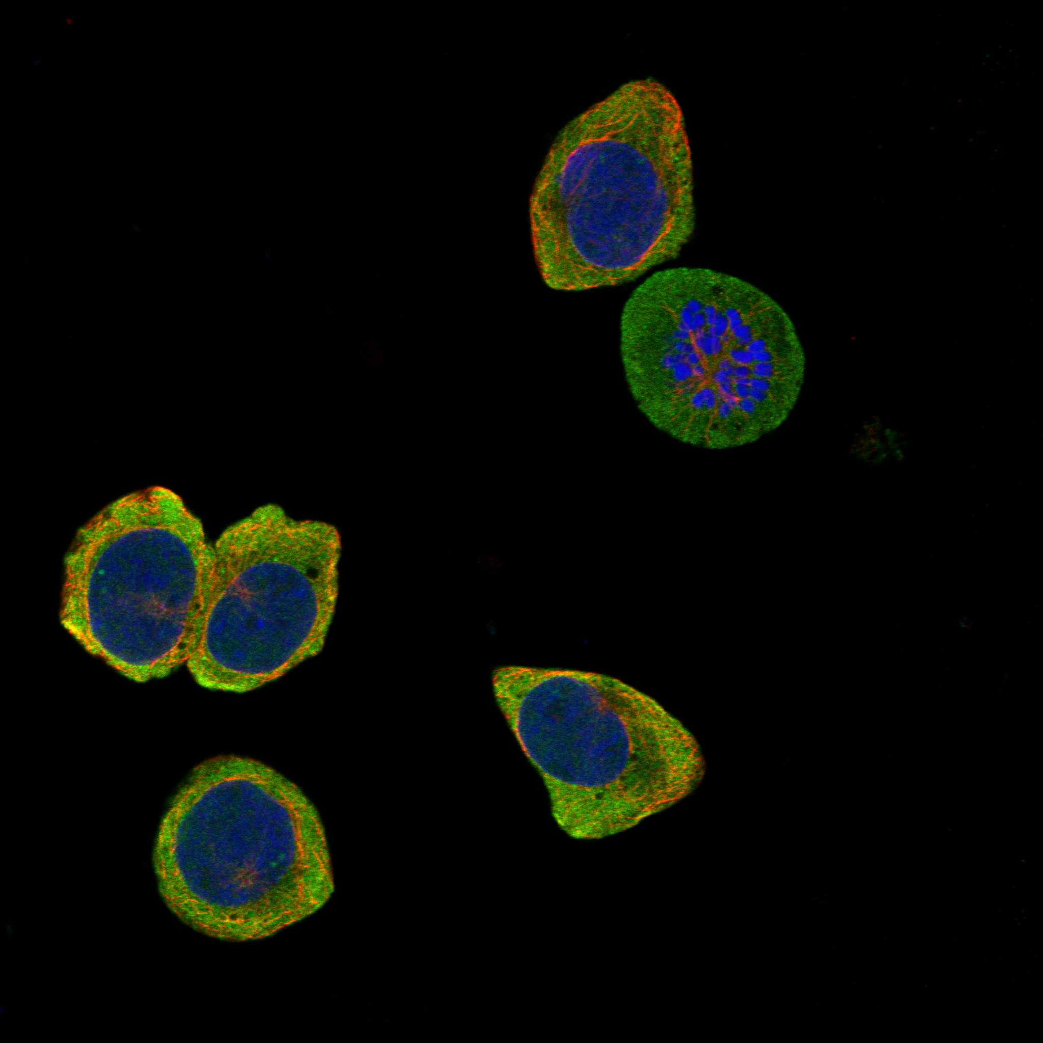 TMED8 fluorescence