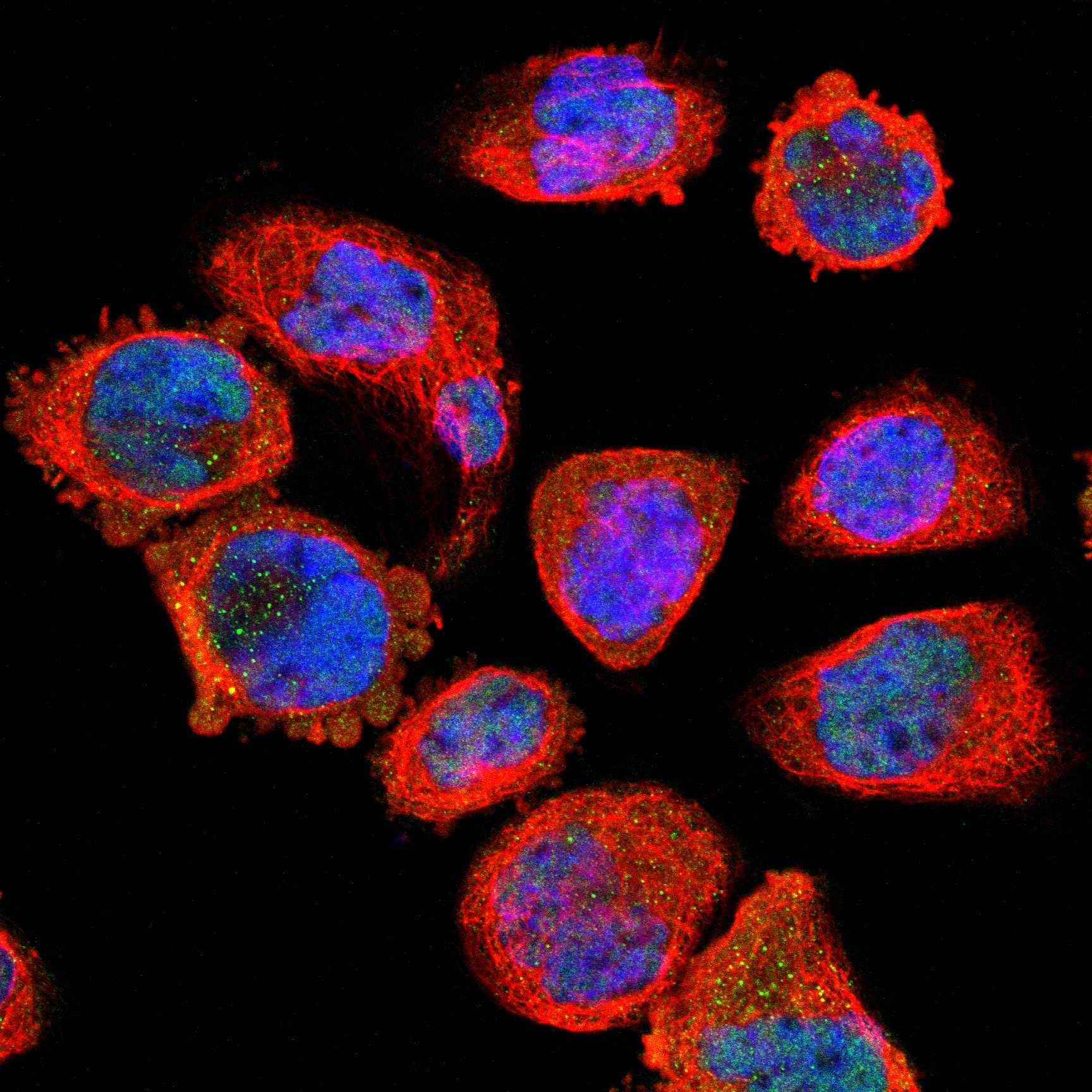 TPBG fluorescence