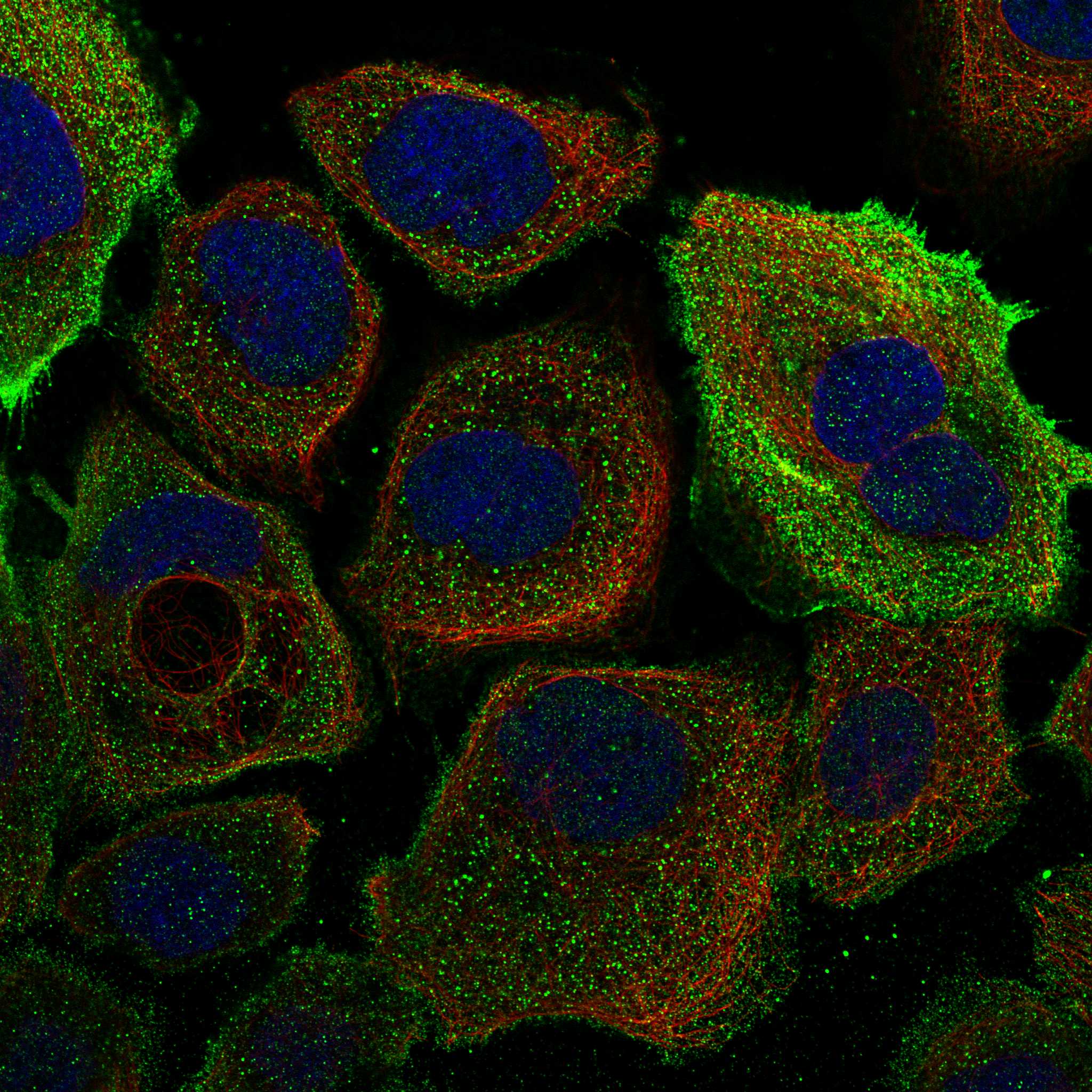 TPRN fluorescence