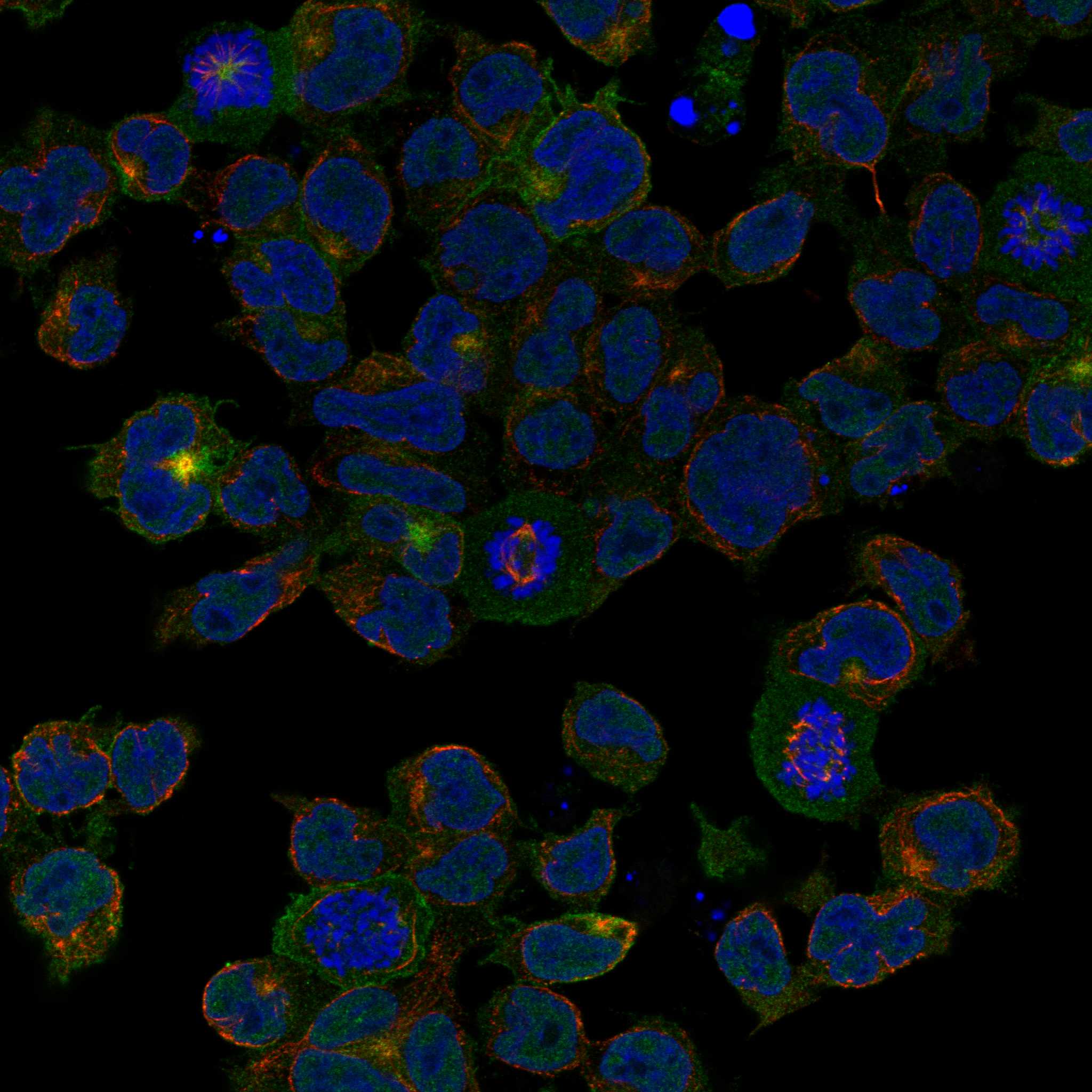 TRAT1 fluorescence