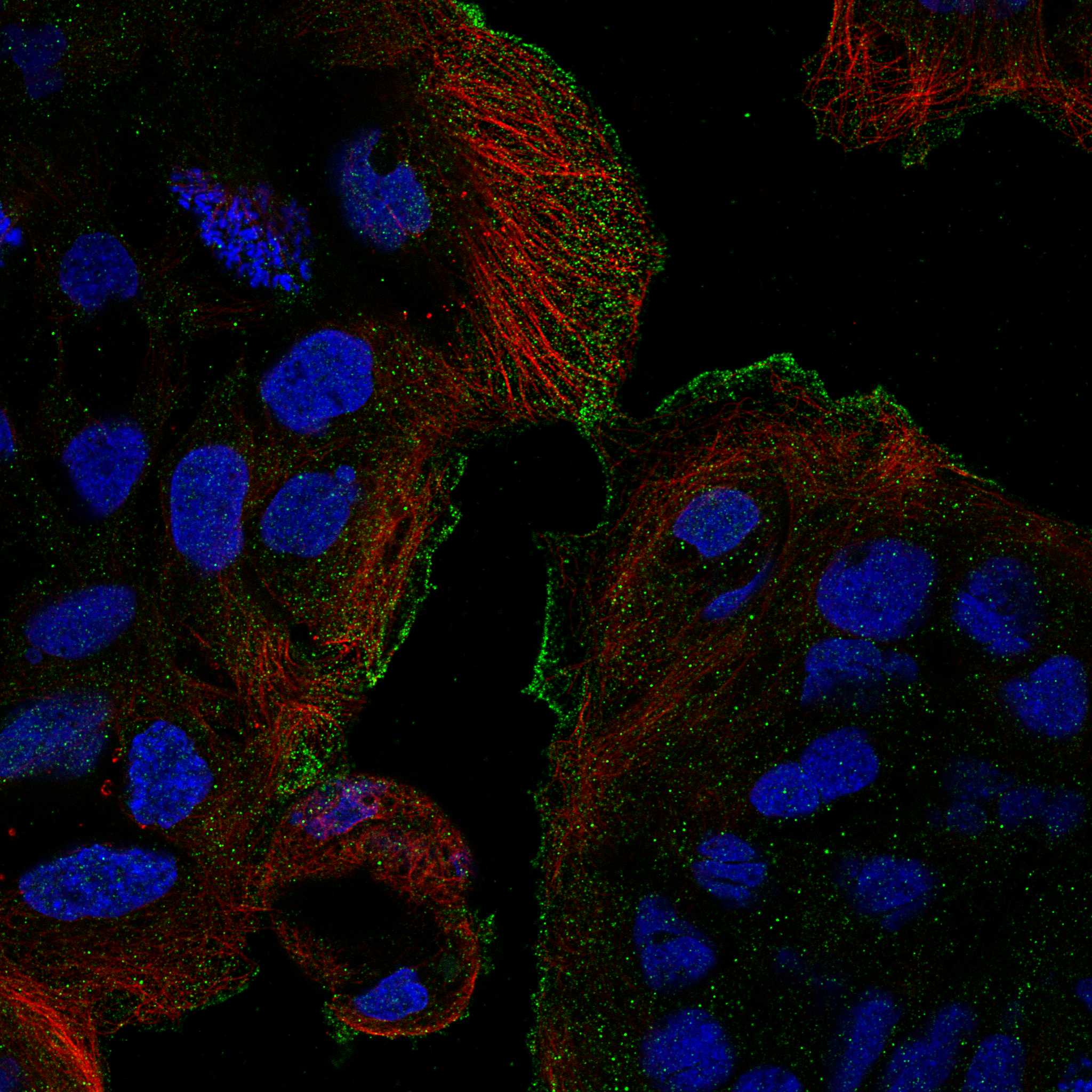 TRPV3 fluorescence