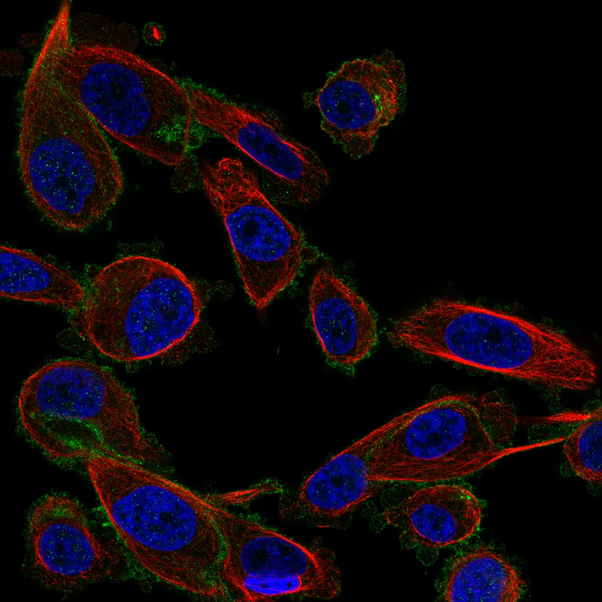 TTC7B fluorescence