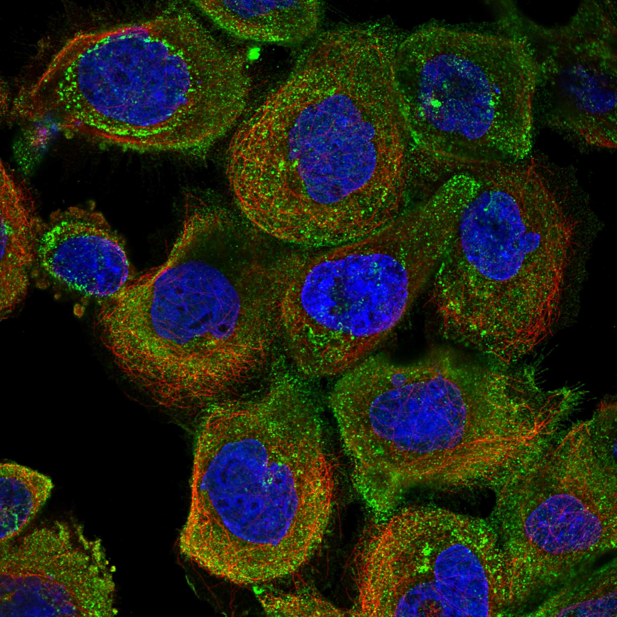 TTLL5 fluorescence