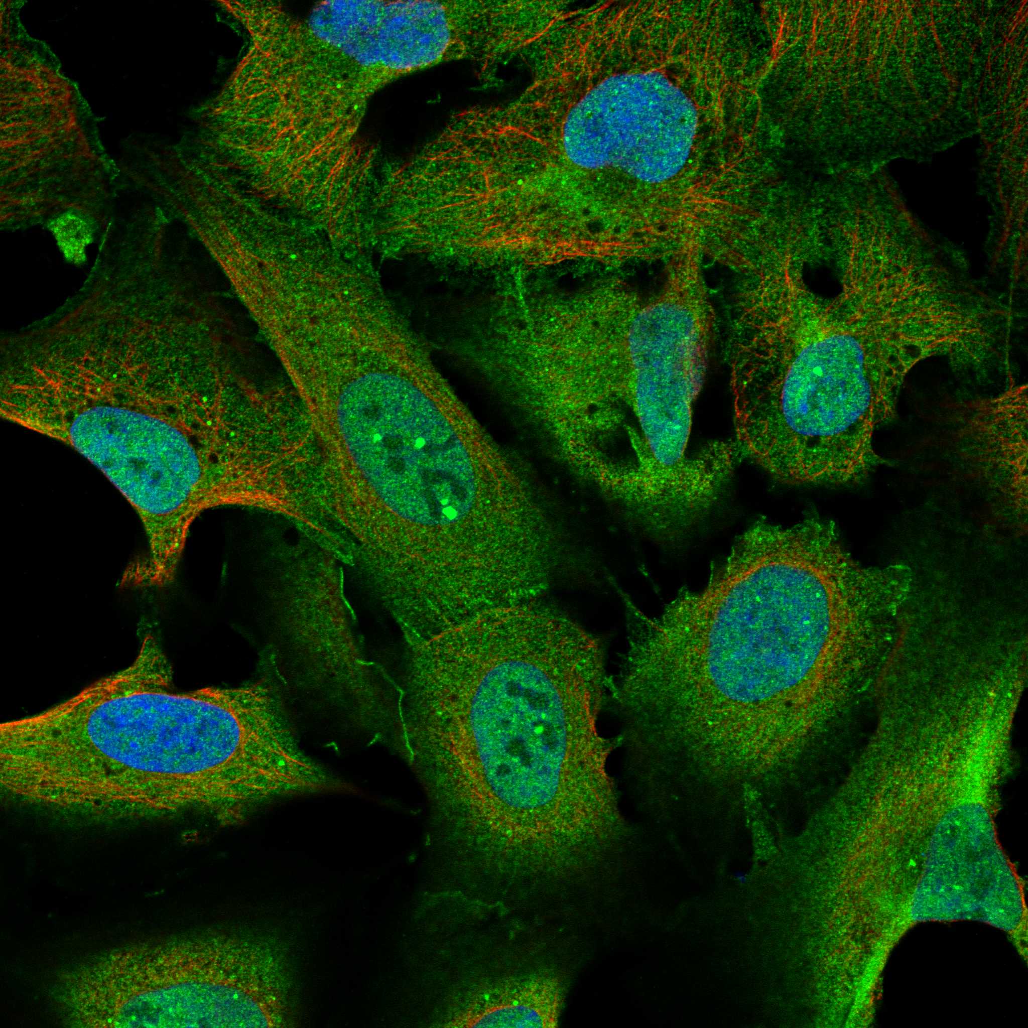 TTYH1 fluorescence