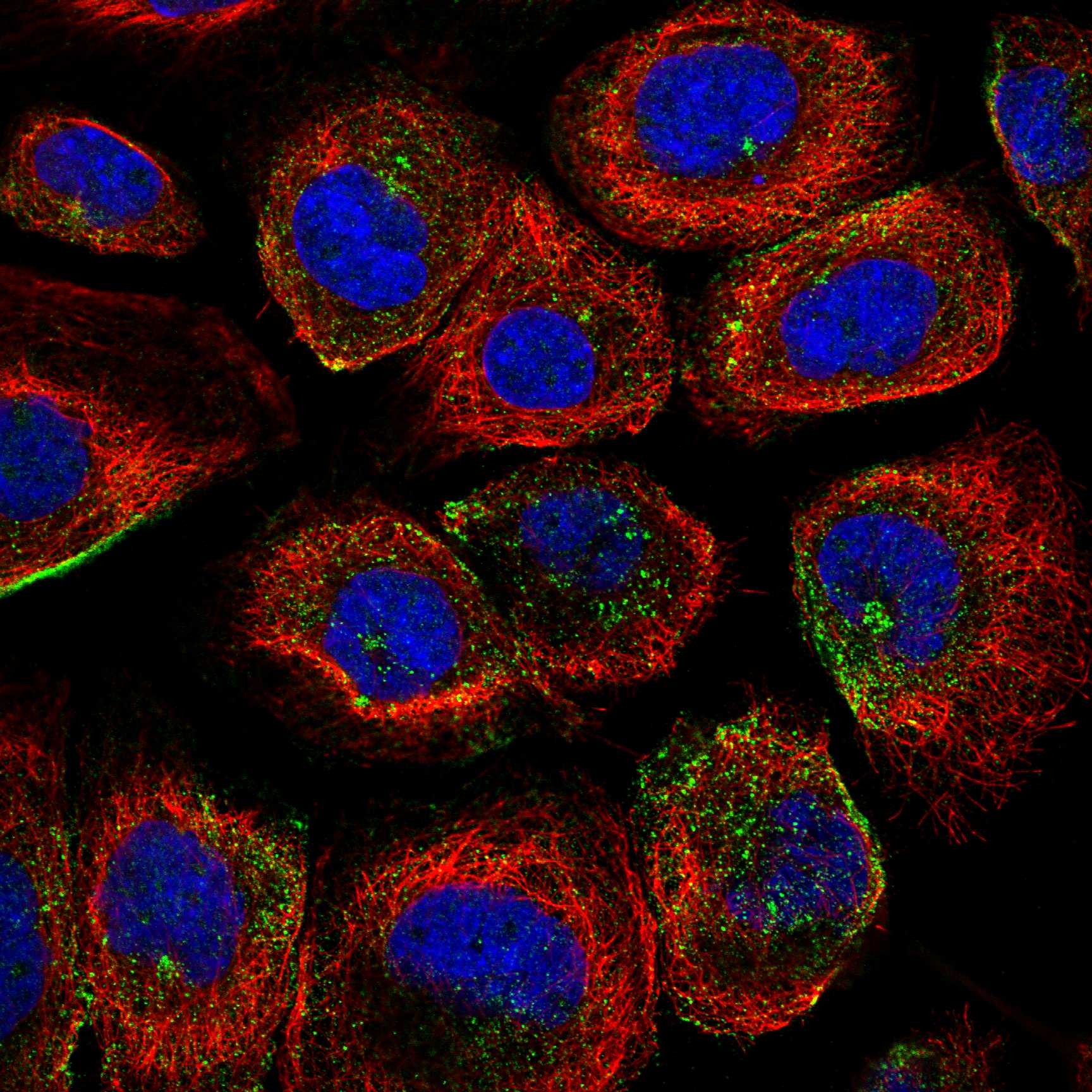 TUB fluorescence