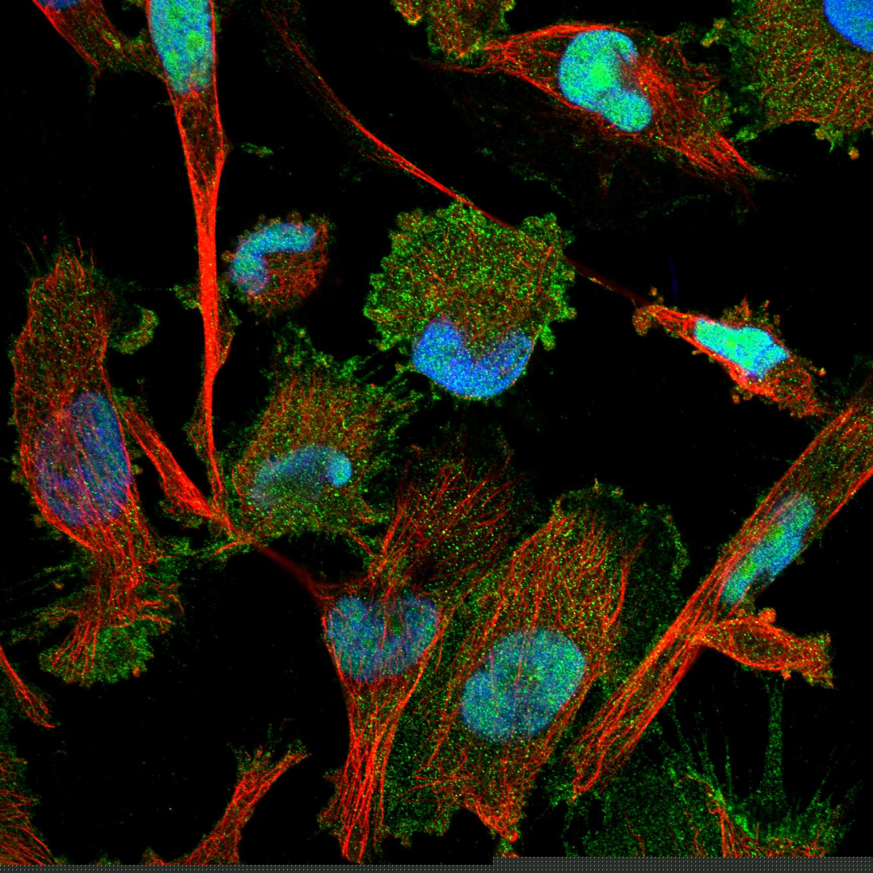 TULP3 fluorescence